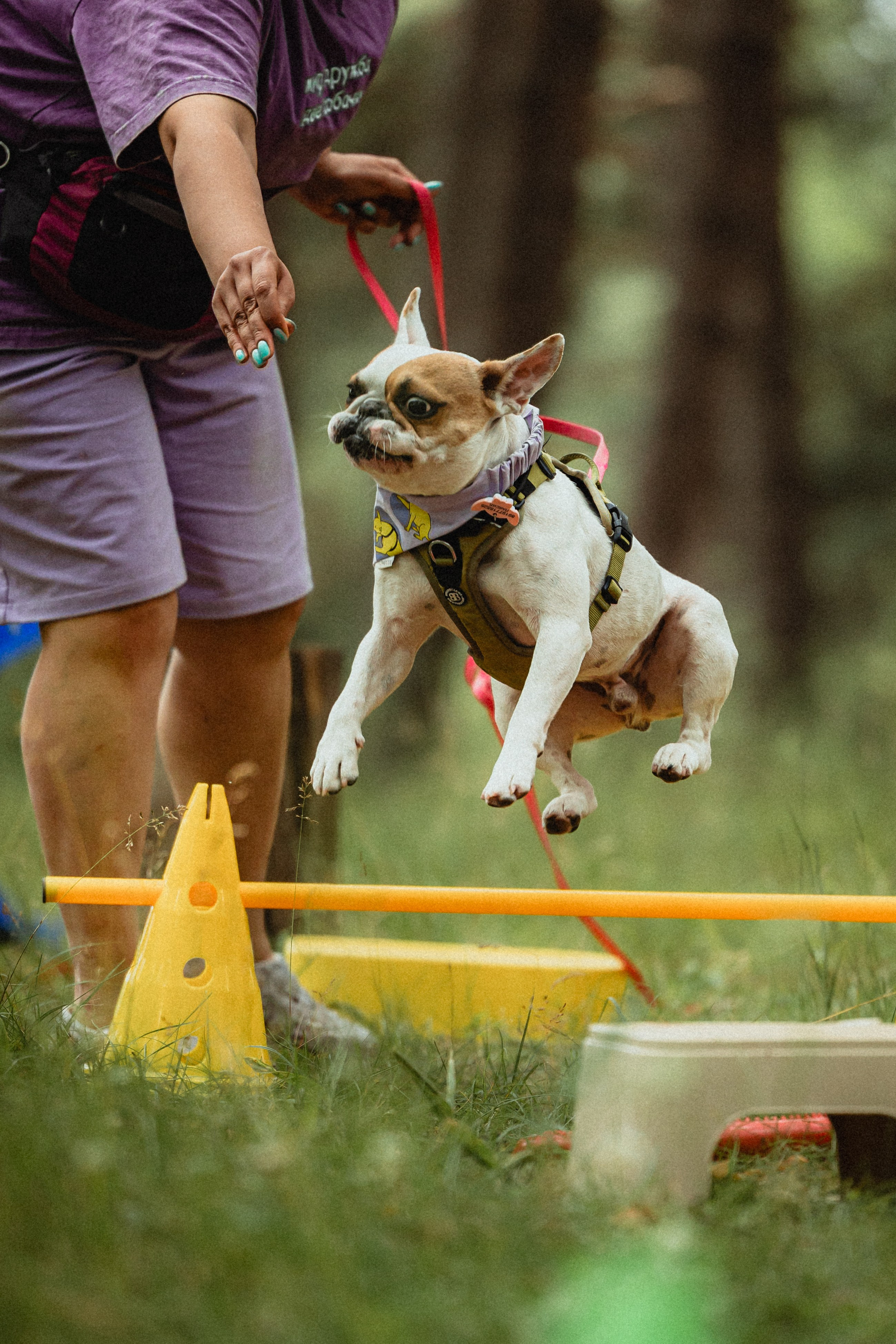 Выездной дог-тренинг от школы «Шерсть имею»