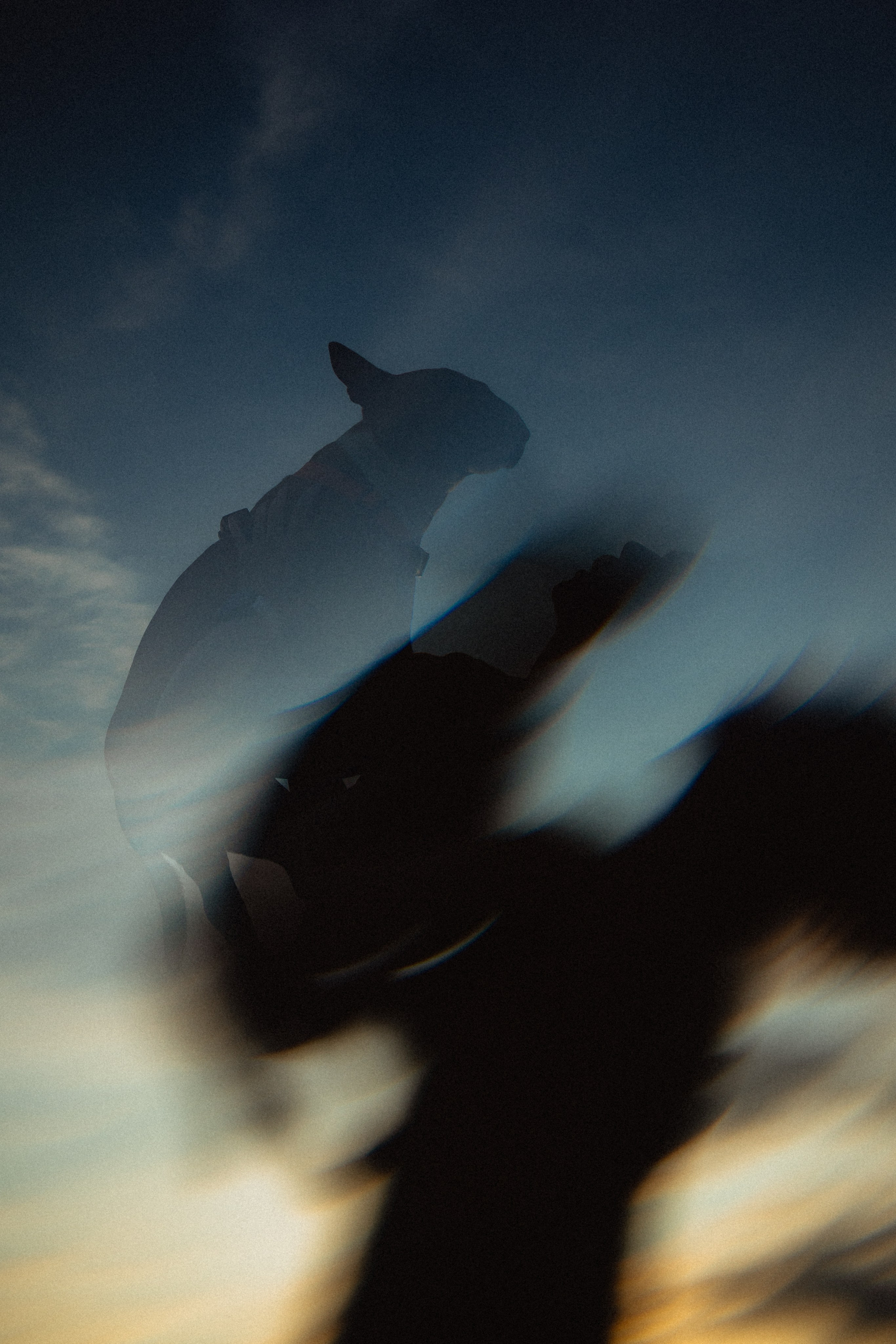 Выездной дог-тренинг от школы «Шерсть имею»