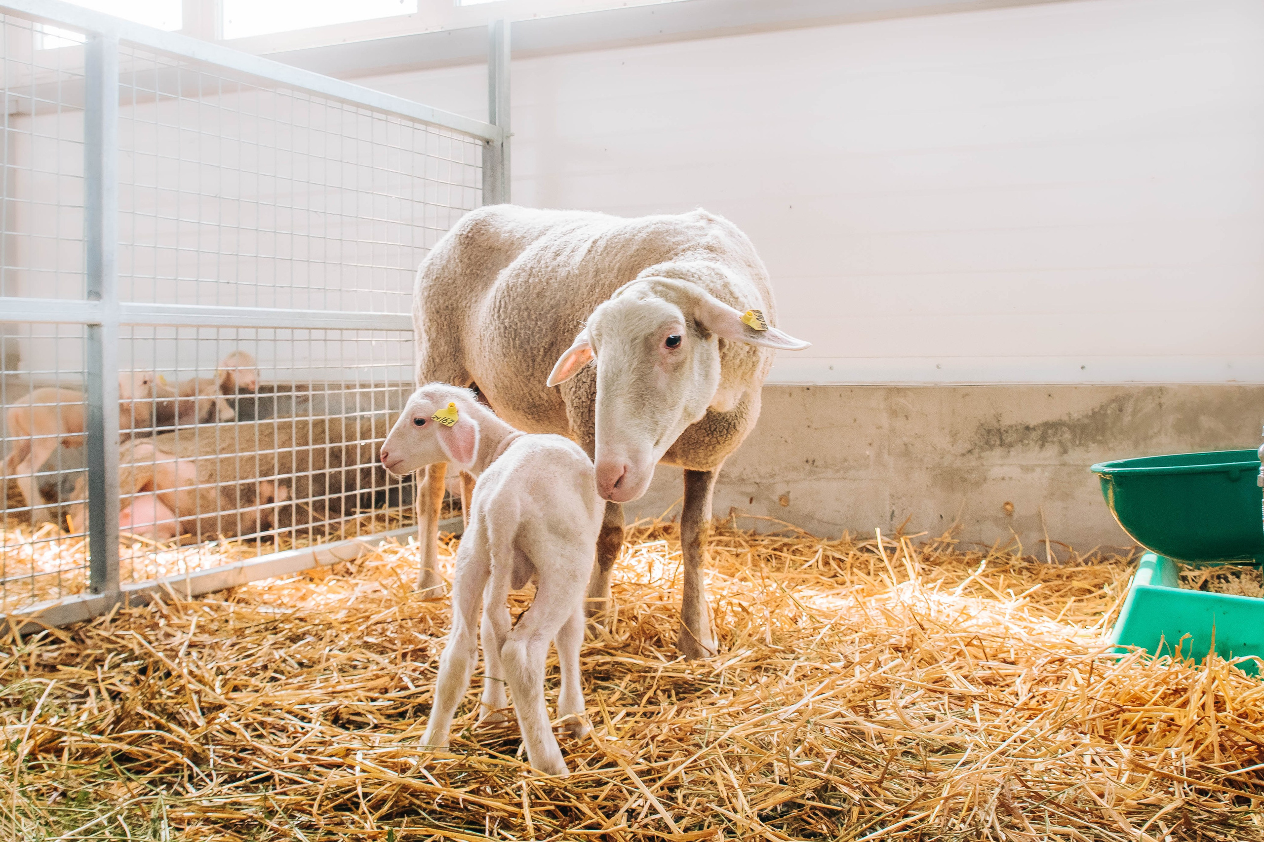 Овечья Ферма. Агрокурьер Красный Яр. Главная