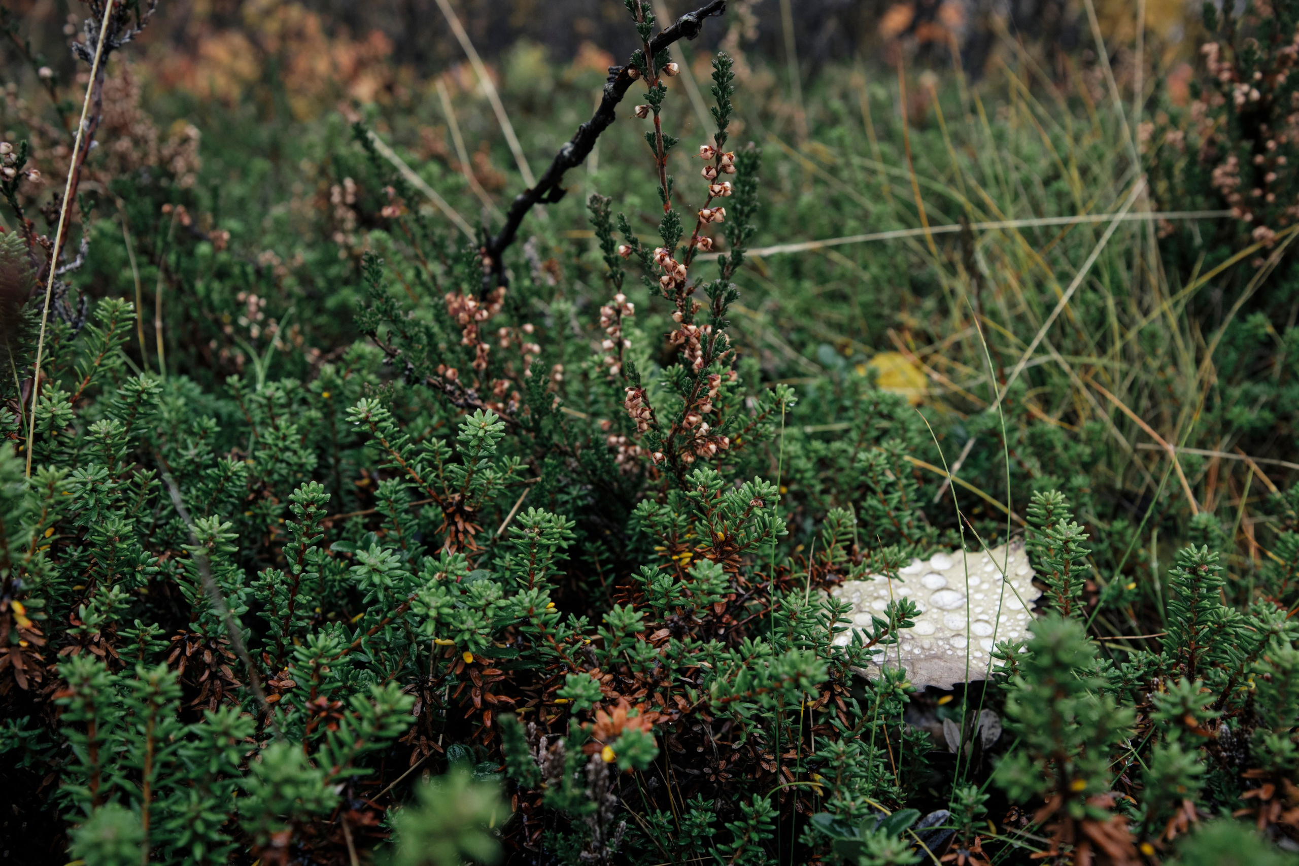 Поездка в Мурманск. Заметки и фото. Елена Павленко. Фотограф. Москва