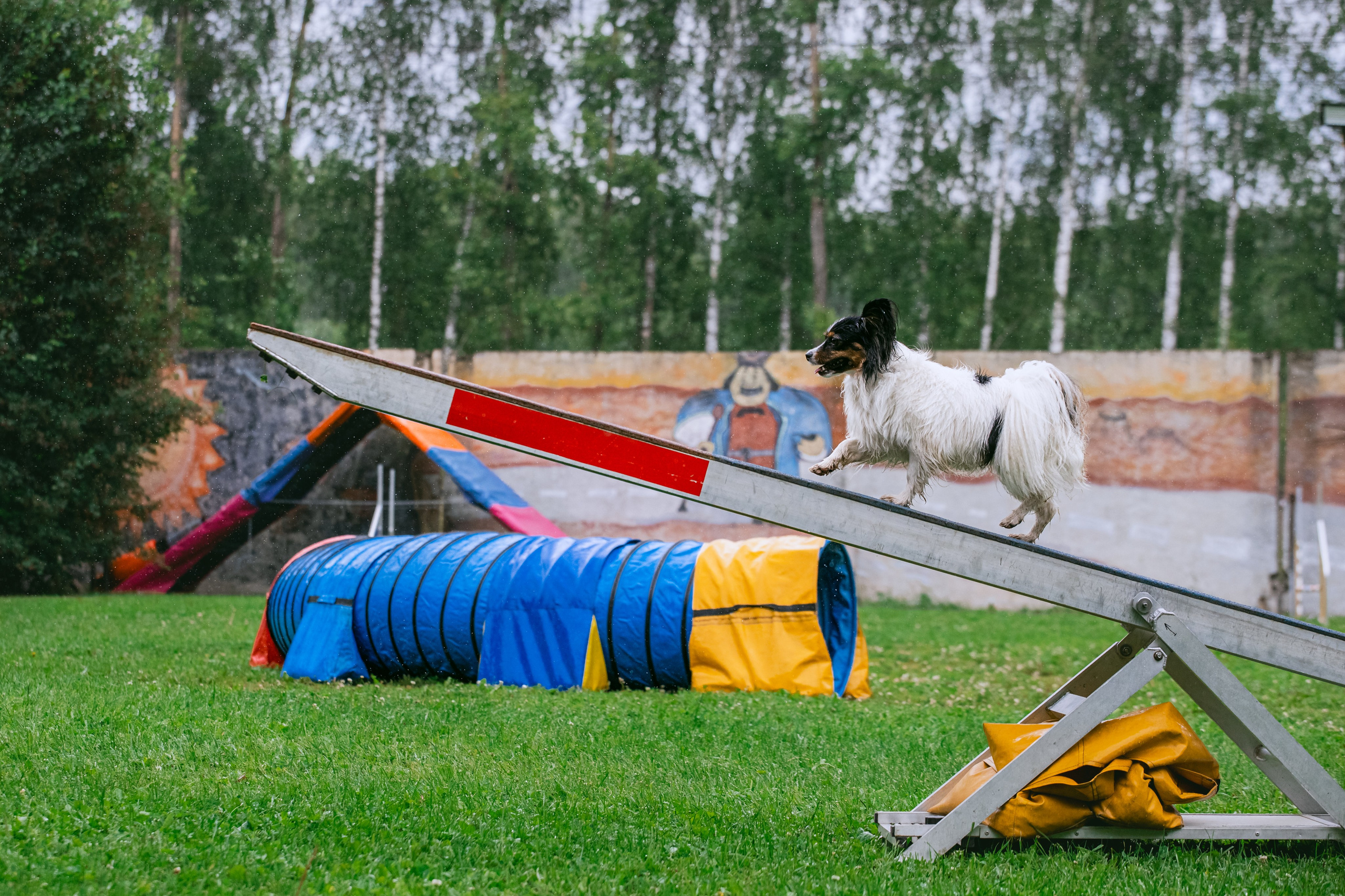 Соревнования по аджилити Долгопрудный 30.06.2025. Фотограф-анималист Татьяна Степанова