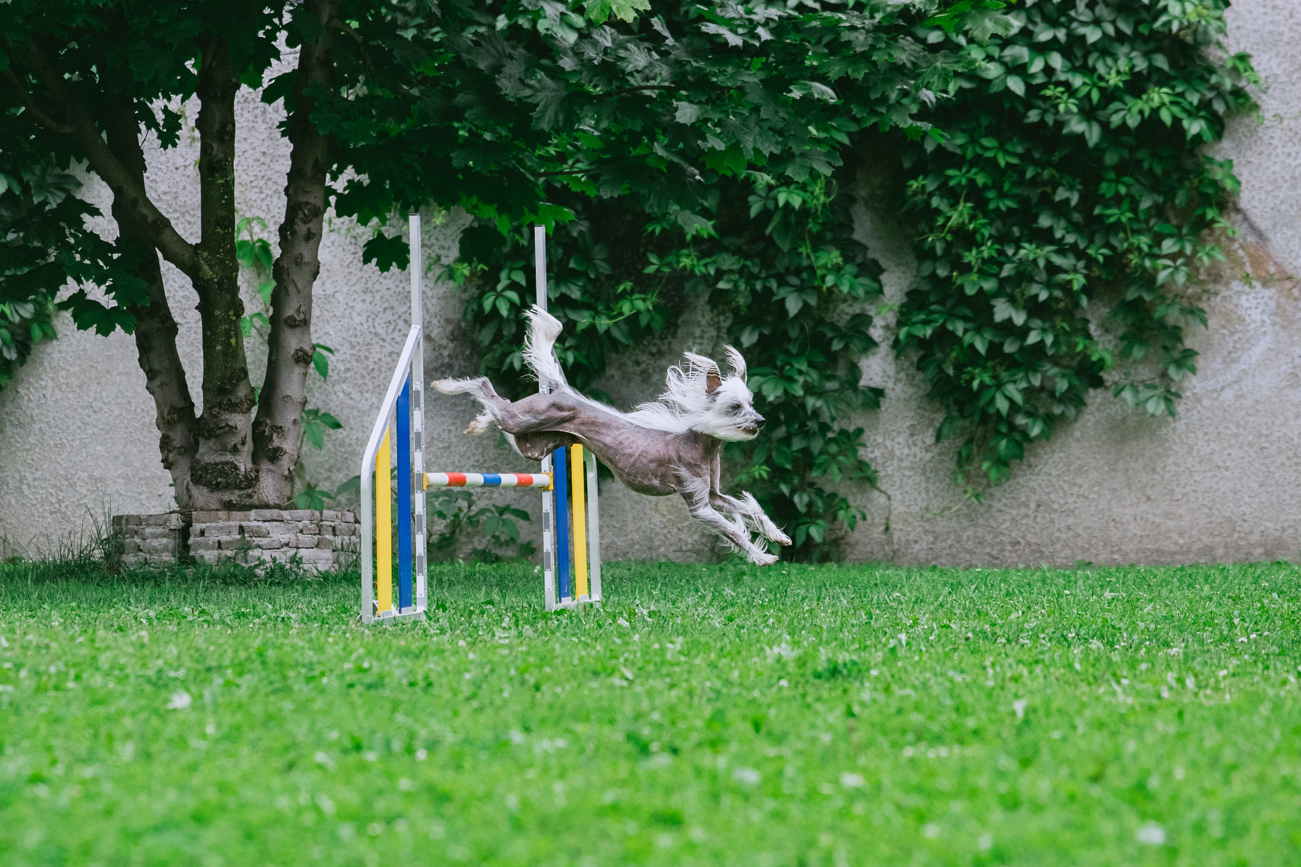 Соревнования по аджилити Долгопрудный 30.06.2025. Фотограф-анималист Татьяна Степанова