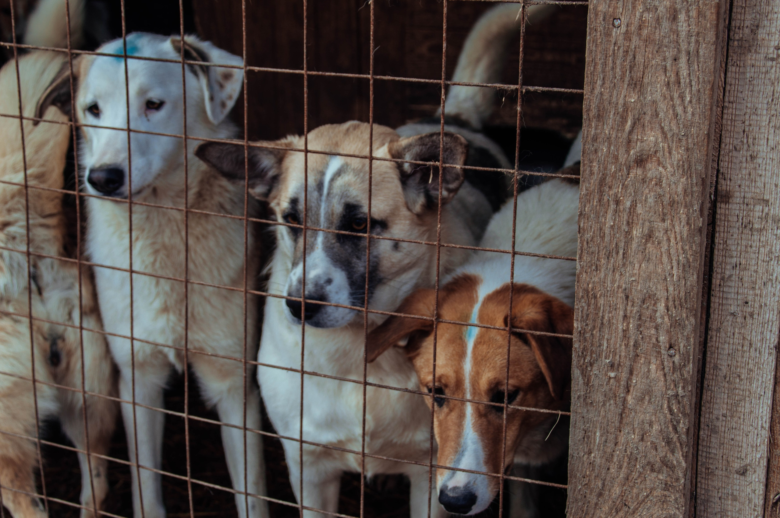 Приют «Дом Добра». Индивидуальный фотограф в Москве