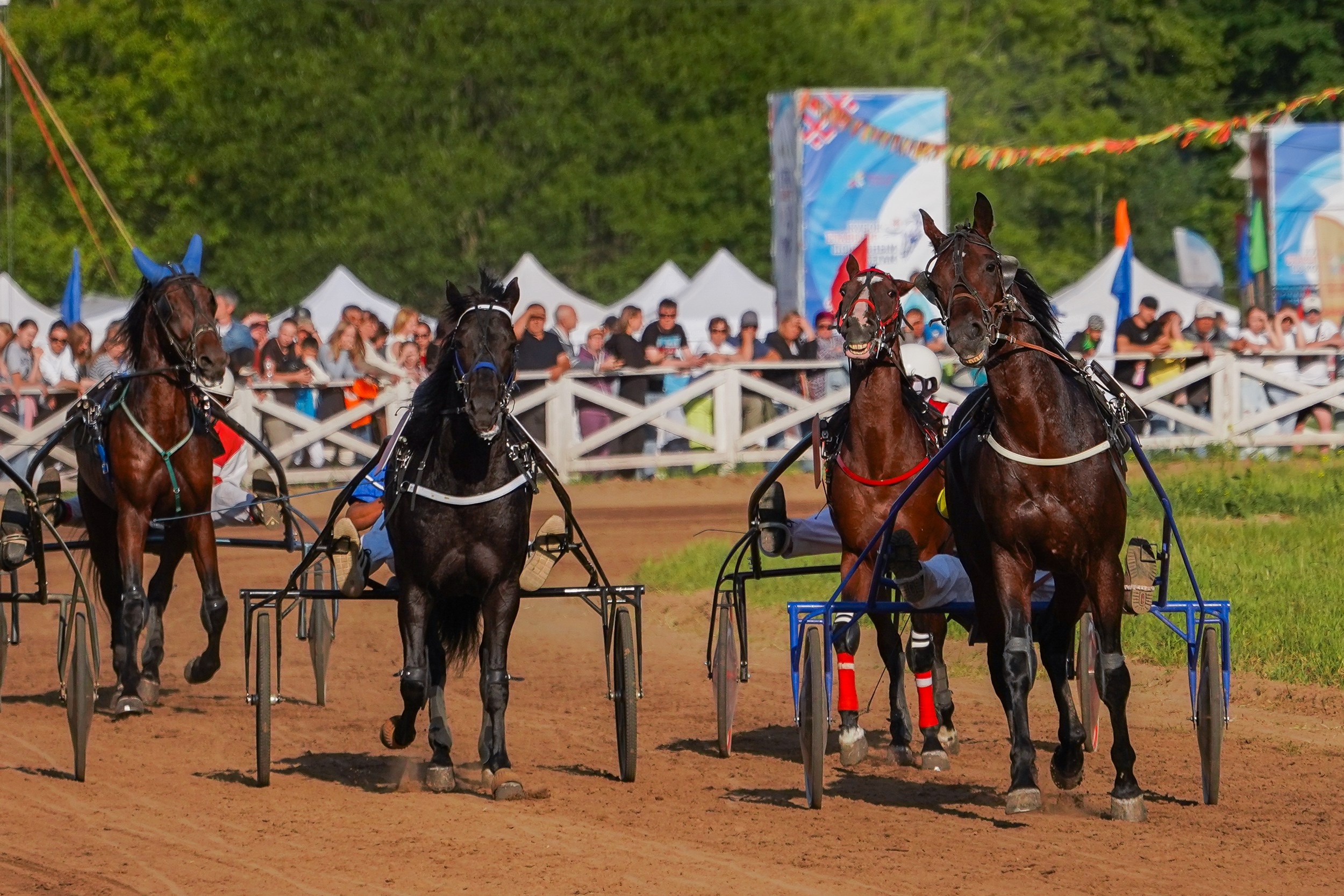 III конные бега на Кубок Главы Чувашии. Фотограф-анималист, портретный фотограф в Чебоксарах Мария Садыкова