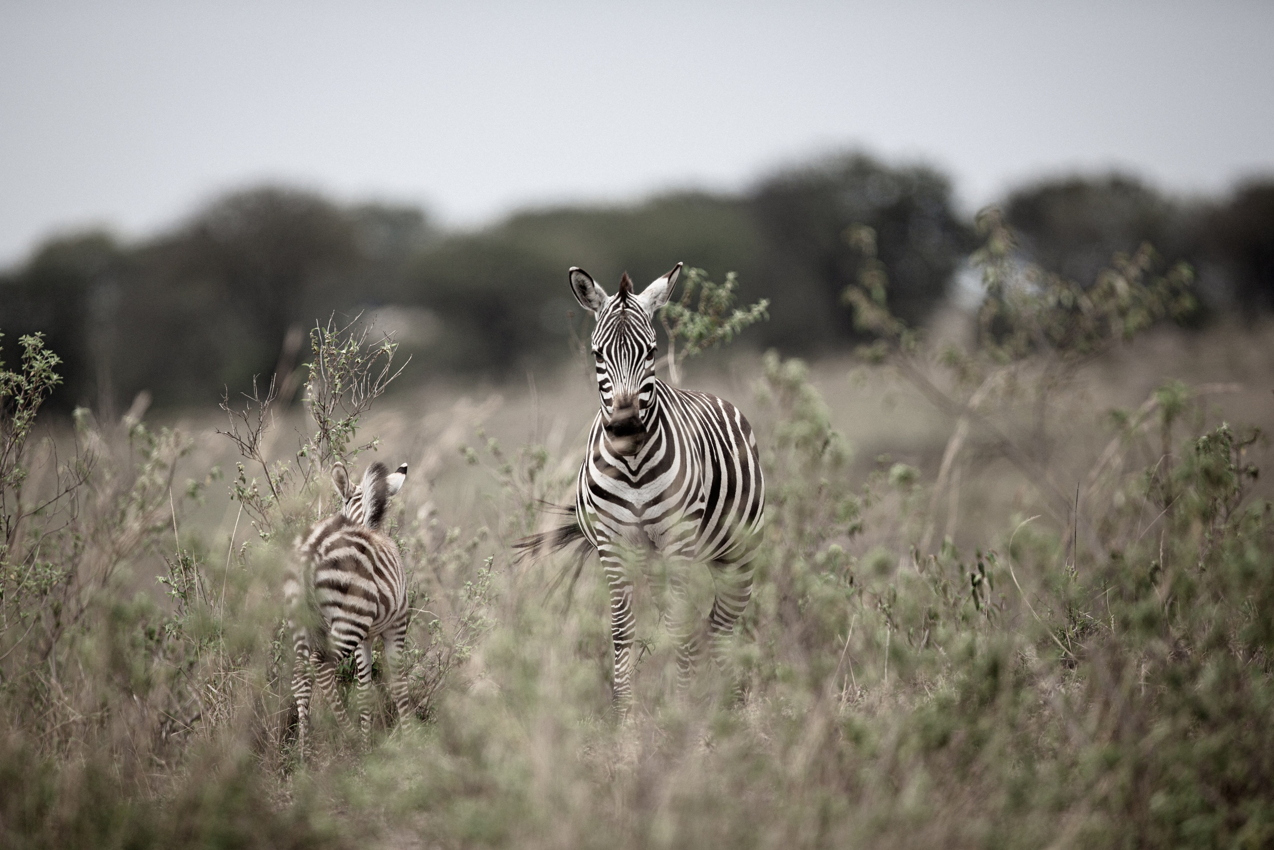 Танзания. Добродеева Алла фотограф, Москва