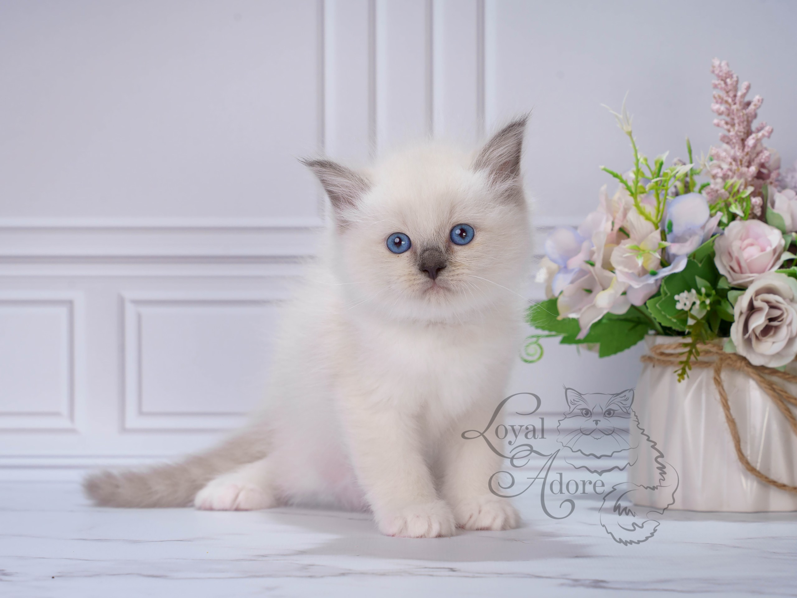 Котята рэгдолл от Loyal Adore. Питомник рэгдолл Loyal Adore