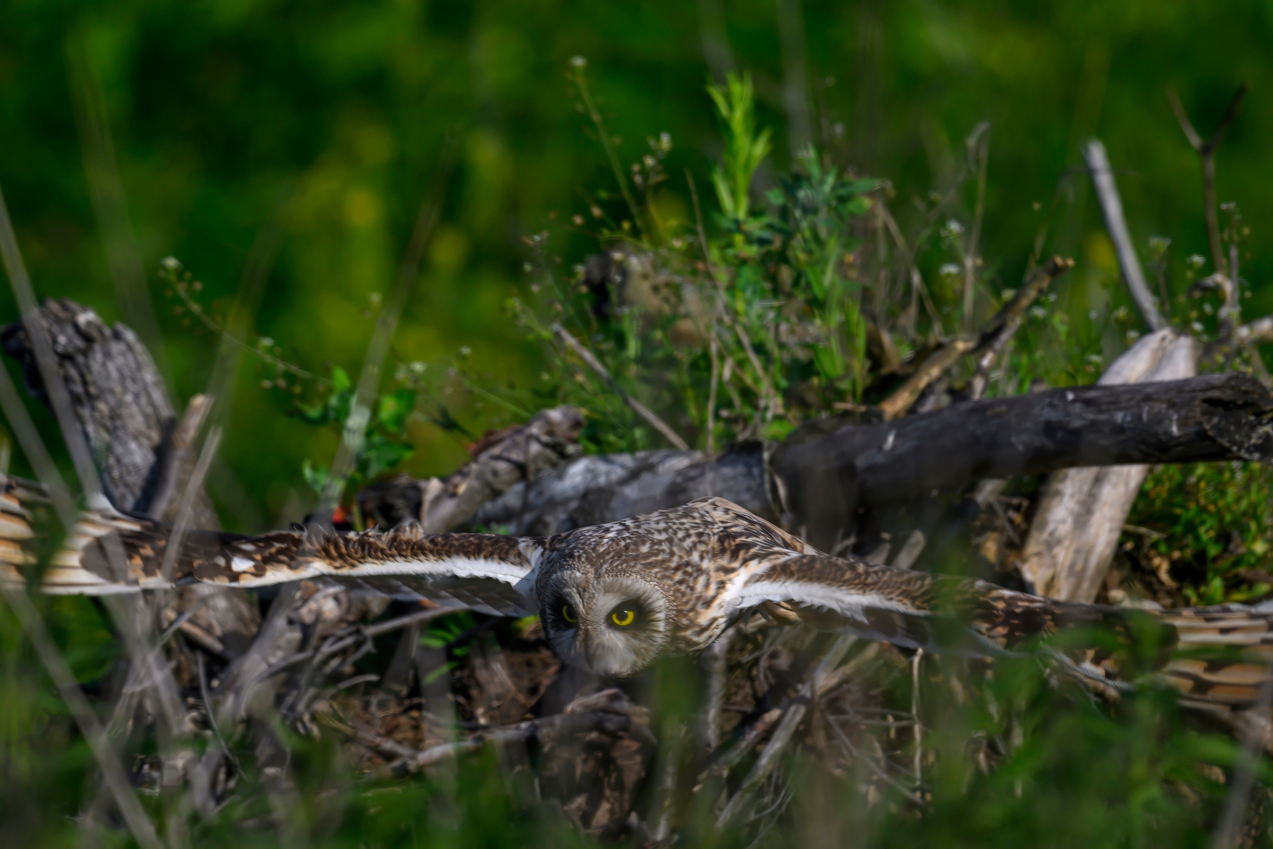 Совы и веретенники. Фотограф Сергей Пупонин