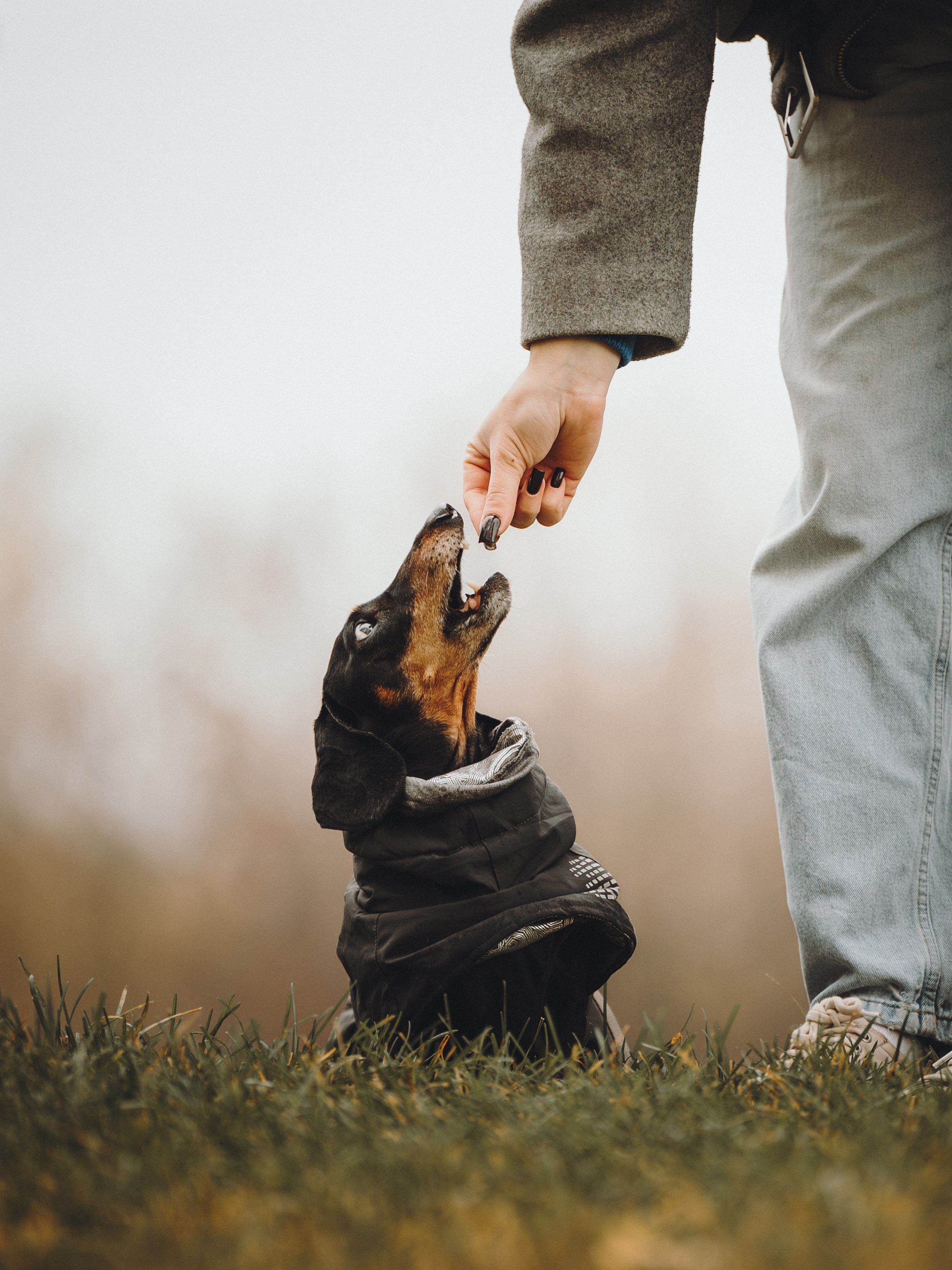 Аня, Оскар и Яр. Семейный фотограф анималист Ананьева Мария — Москва