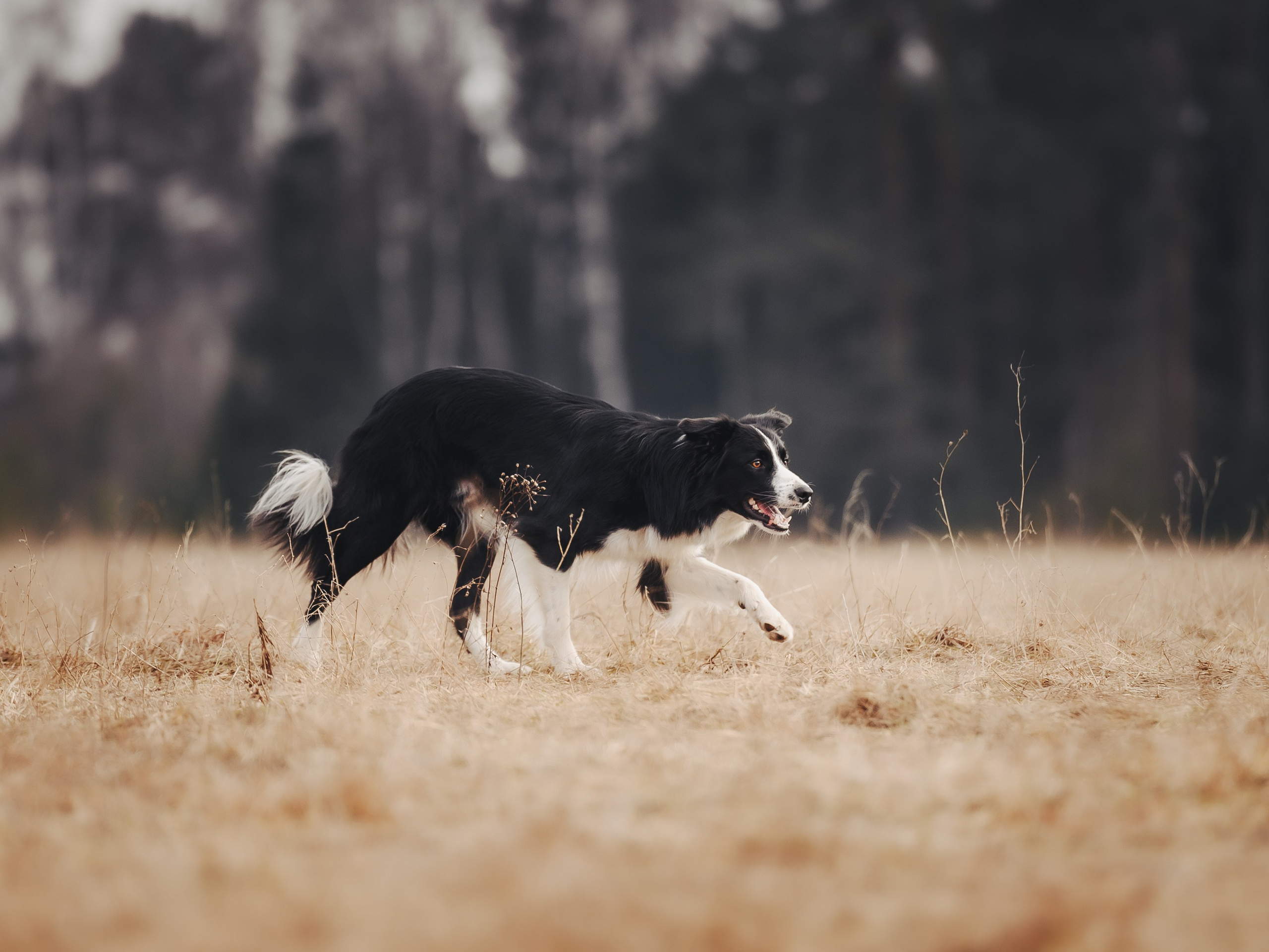 Пастьба. Семейный фотограф анималист Ананьева Мария — Москва