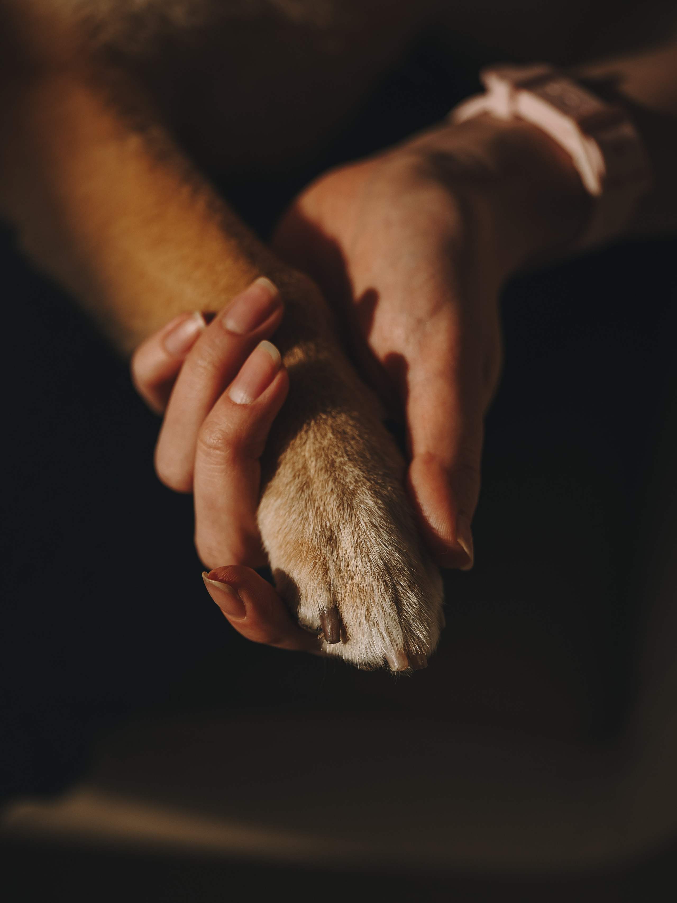 День рождения Кексика. Семейный фотограф анималист Ананьева Мария — Москва