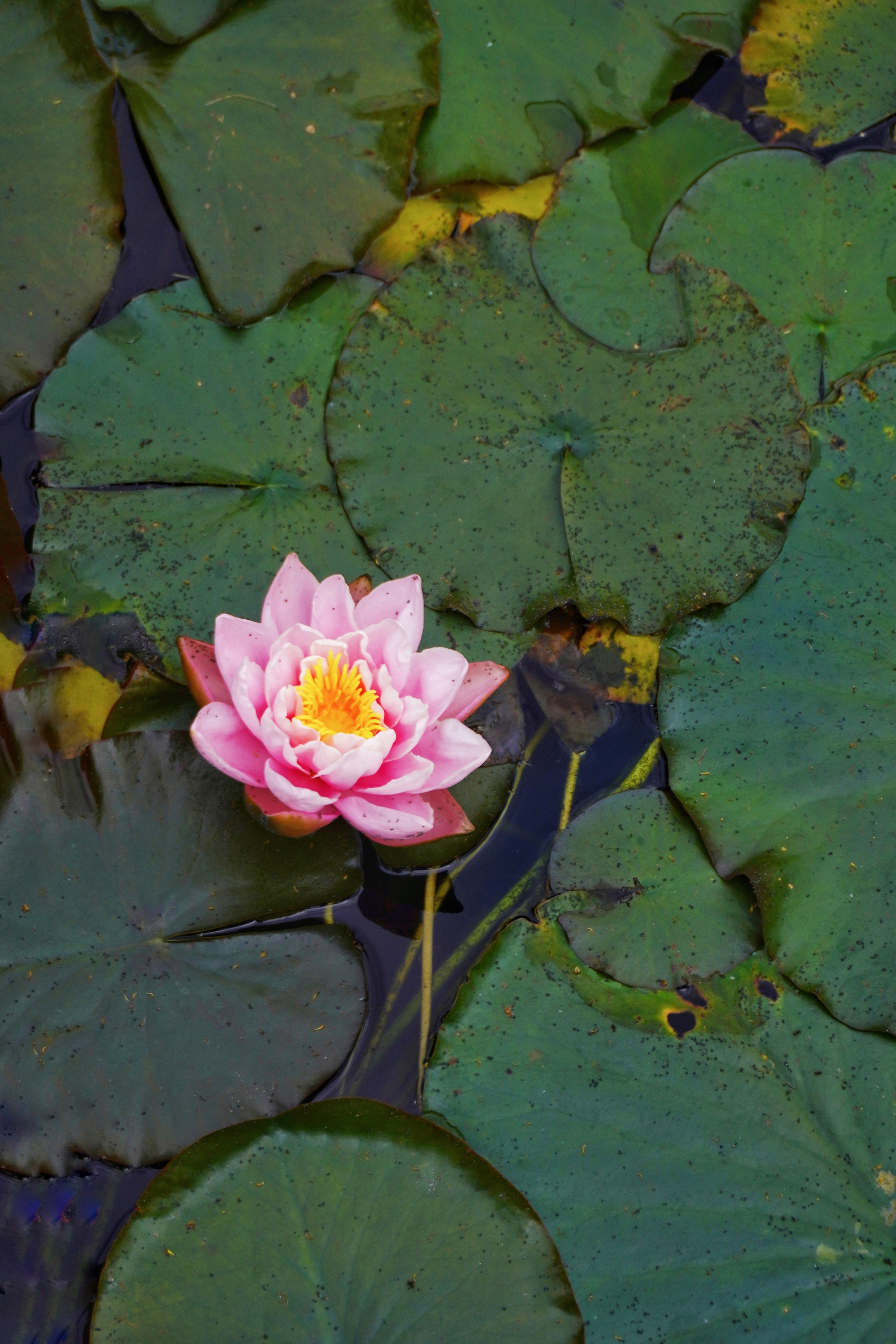 Лилия лето. Предметная фотография. Москва