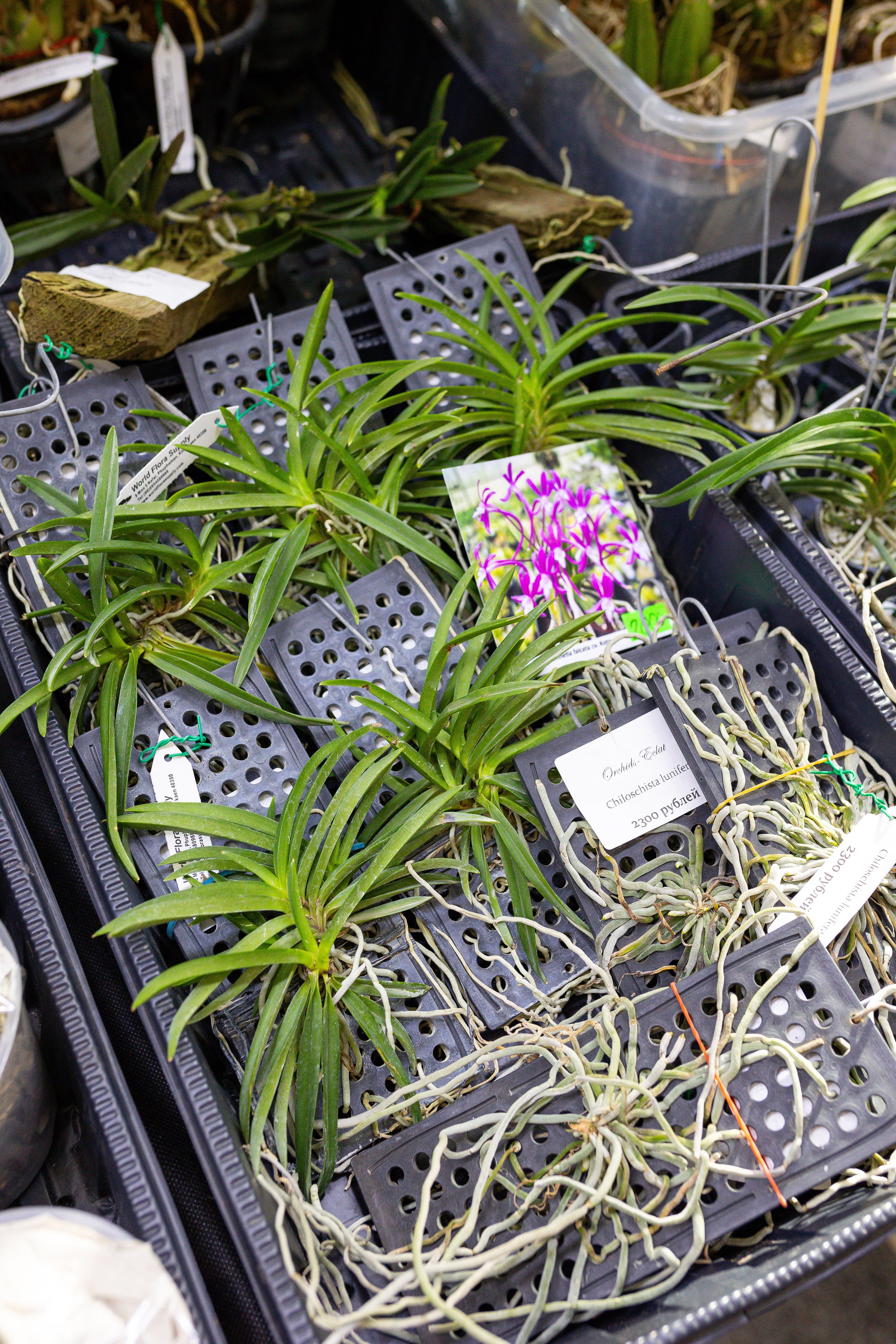 Орхидиум сентябрь 2025. Александра Куликова фотограф, Москва