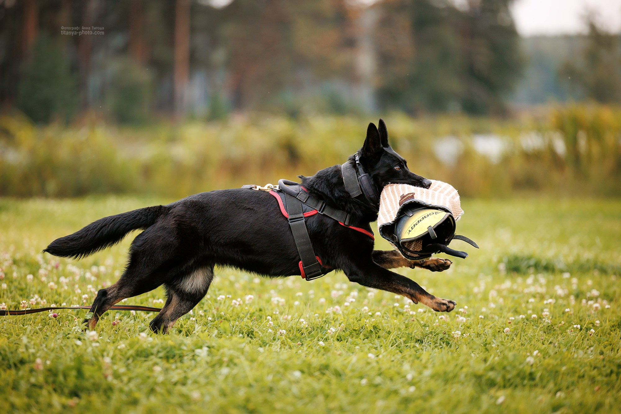 Тренировка по защите в питомнике немецких овчарок «Легенда Волги». Фотограф собак, фотограф-анималист Аня Титова (Titanya). Москва