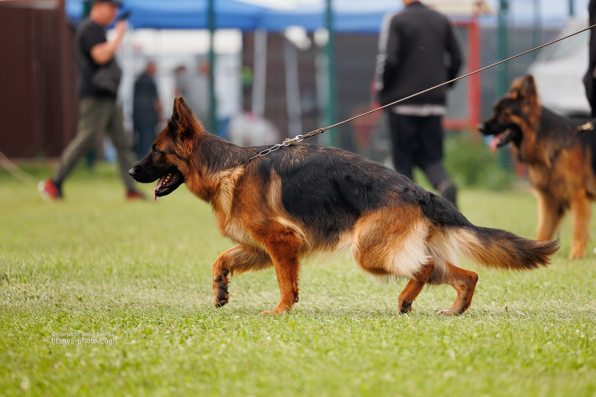 Немецкие овчарки: фото из рингов и вне ринга, мутпроба (фотографии с выставок). Фотограф собак, фотограф-анималист Аня Титова (Titanya). Москва