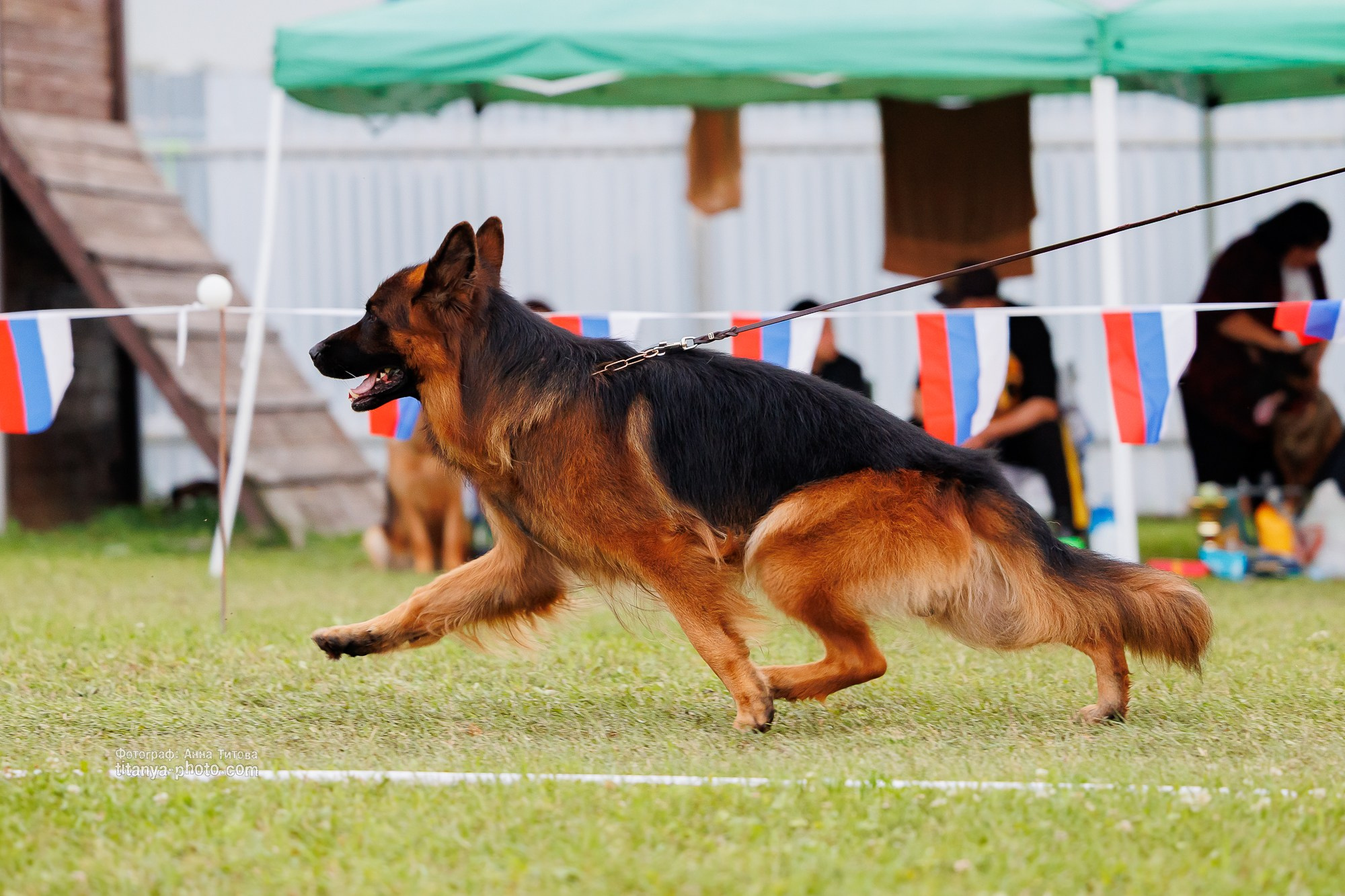 Немецкие овчарки: фото из рингов и вне ринга, мутпроба (фотографии с выставок). Фотограф собак, фотограф-анималист Аня Титова (Titanya). Москва