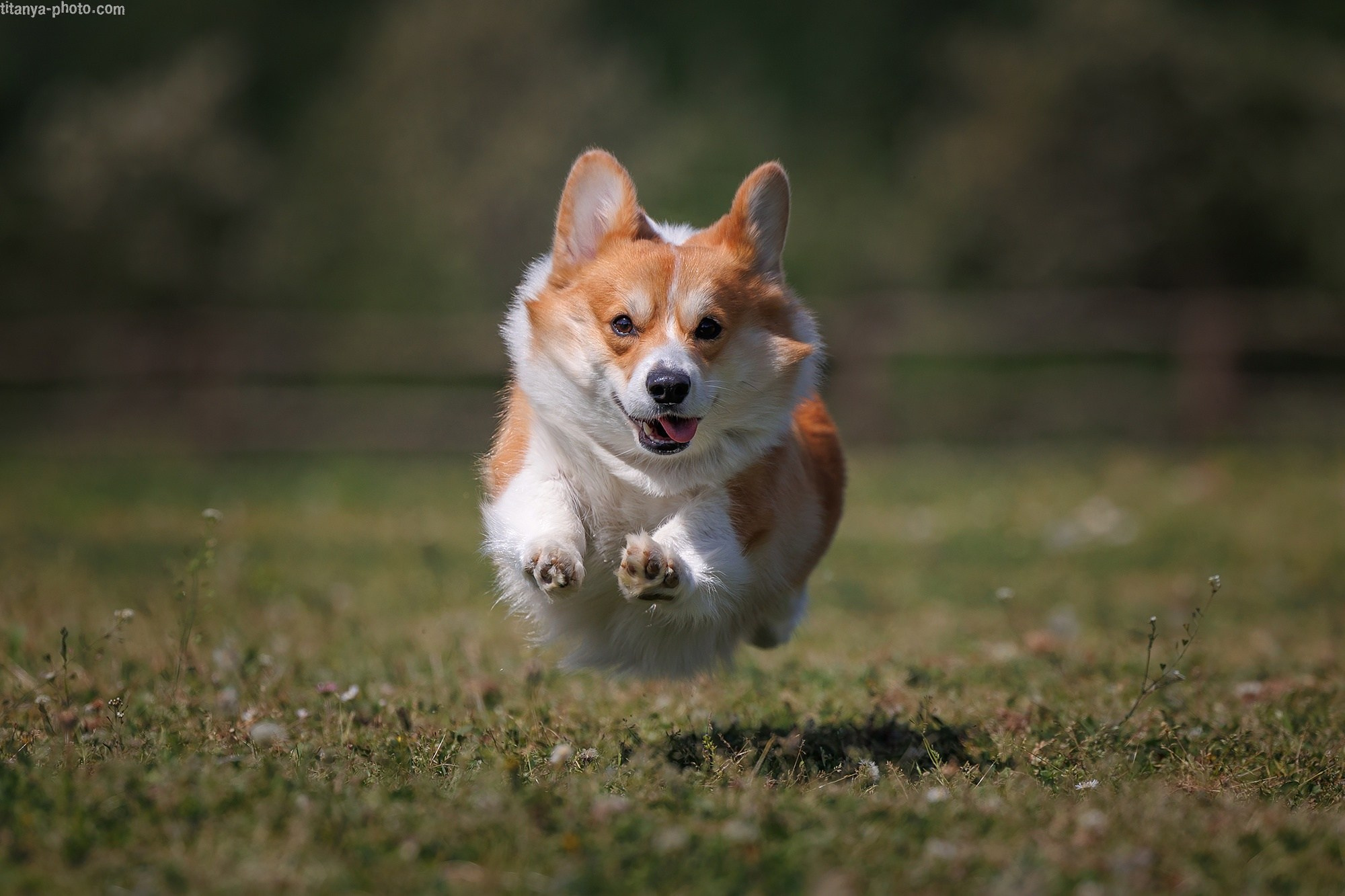 Фотография собак, фотограф-анималист Москва. Фотограф собак, фотограф-анималист Аня Титова (Titanya). Москва