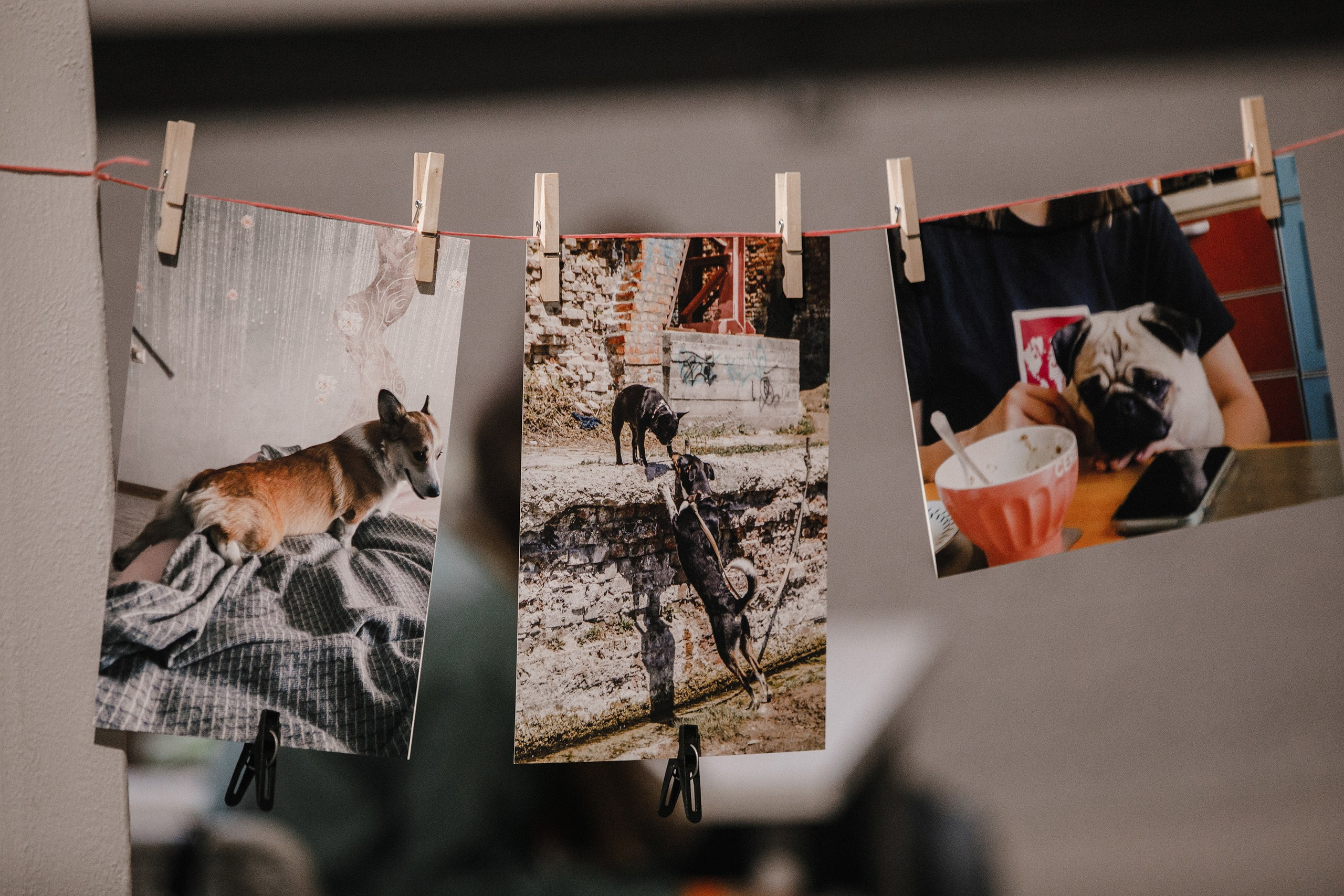 17.10.2021 // Дог-френдли день в Артплей. Фотовыставки serebro.gallery, в которых автором можешь стать ты! | Москва