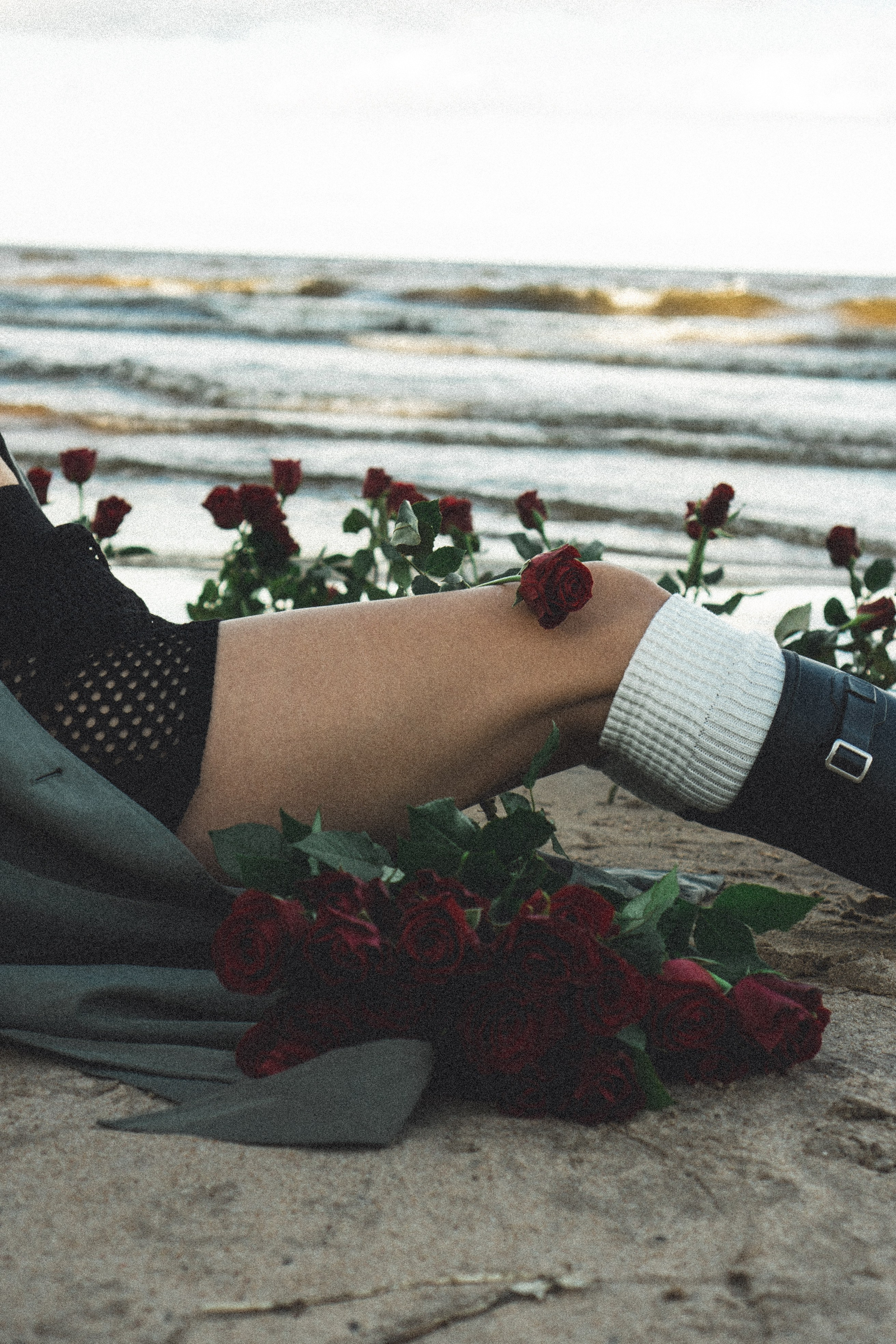 Розы. Профессиональный фотограф, Санкт-Петербург — Виктория Богомолова