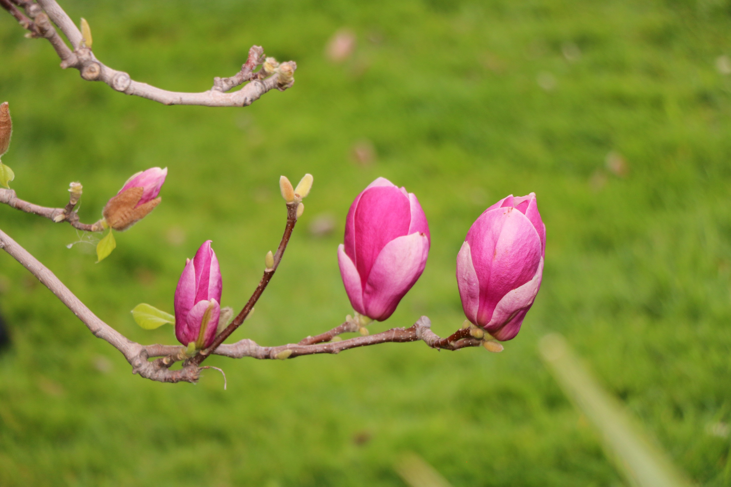 Природа. Семейный и детский фотограф в Ялте Ольга Солерина