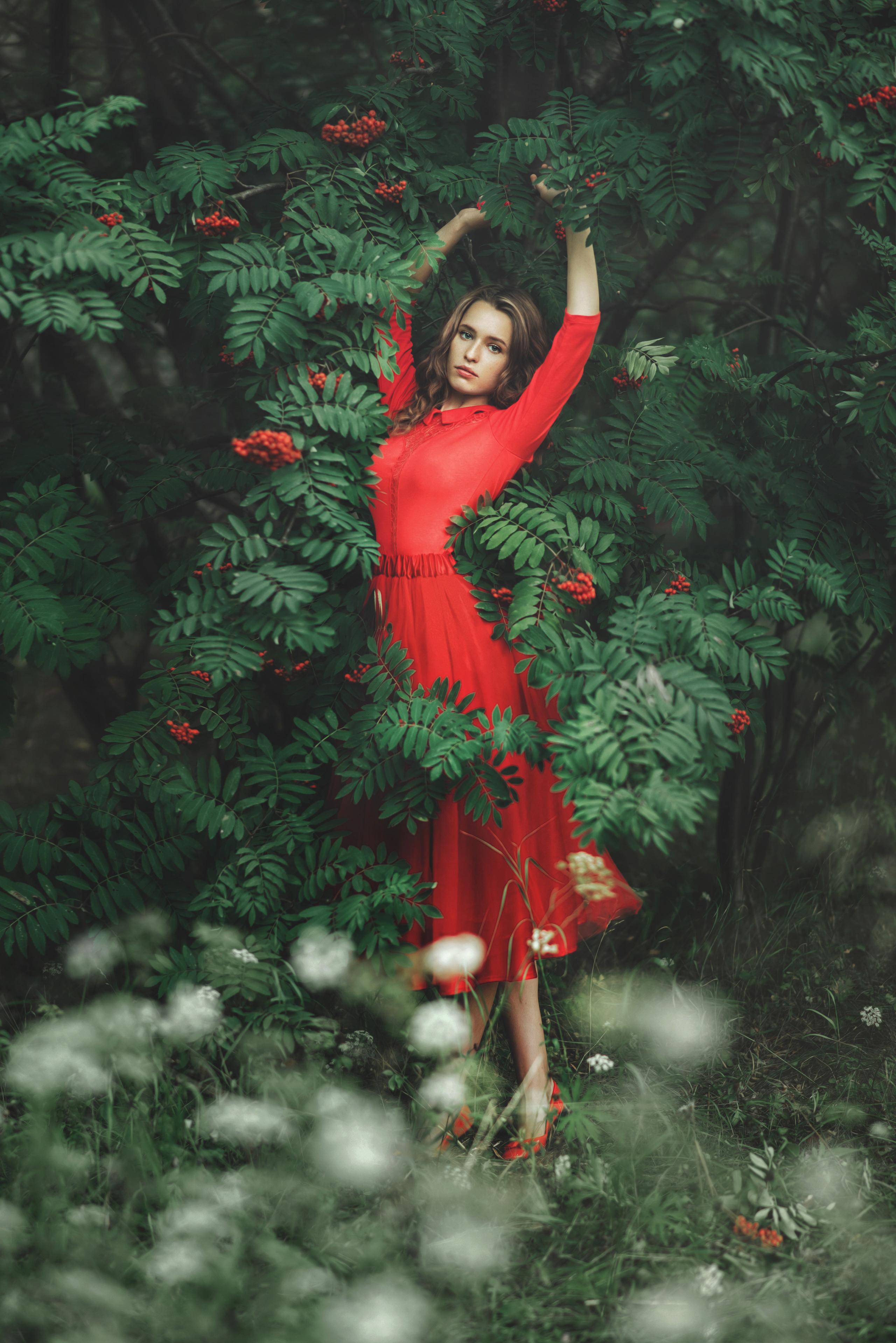 Рябина. Фотограф  г. Миасс, г. Челябинск