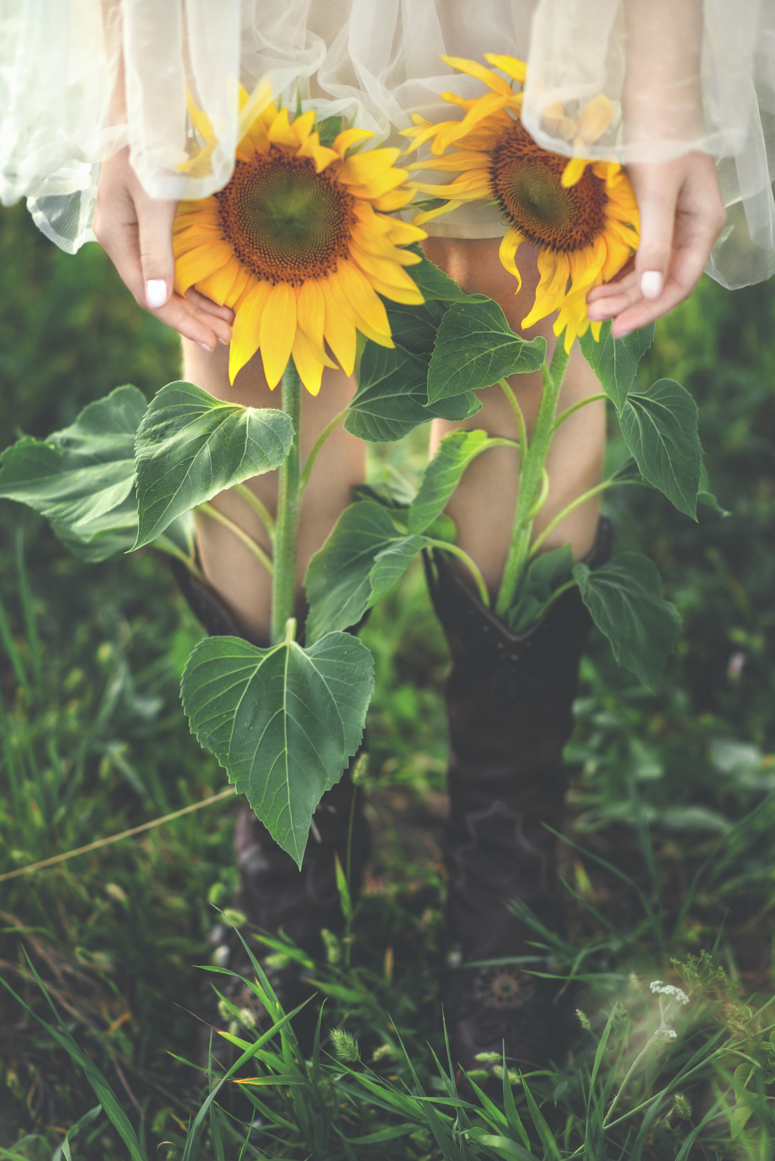 Подсолнухи. Фотограф  г. Миасс, г. Челябинск