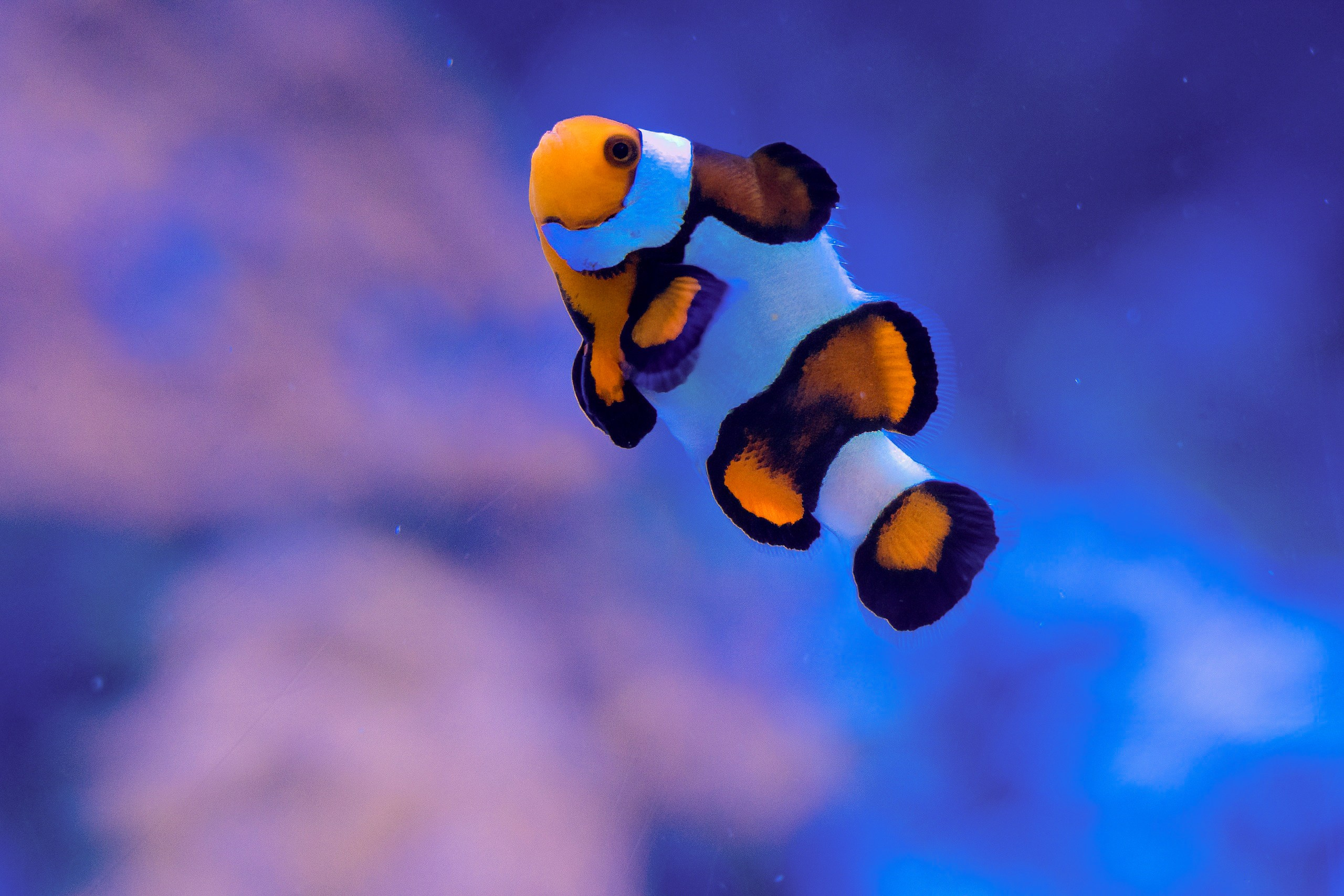 Зоопарк. Photomantis