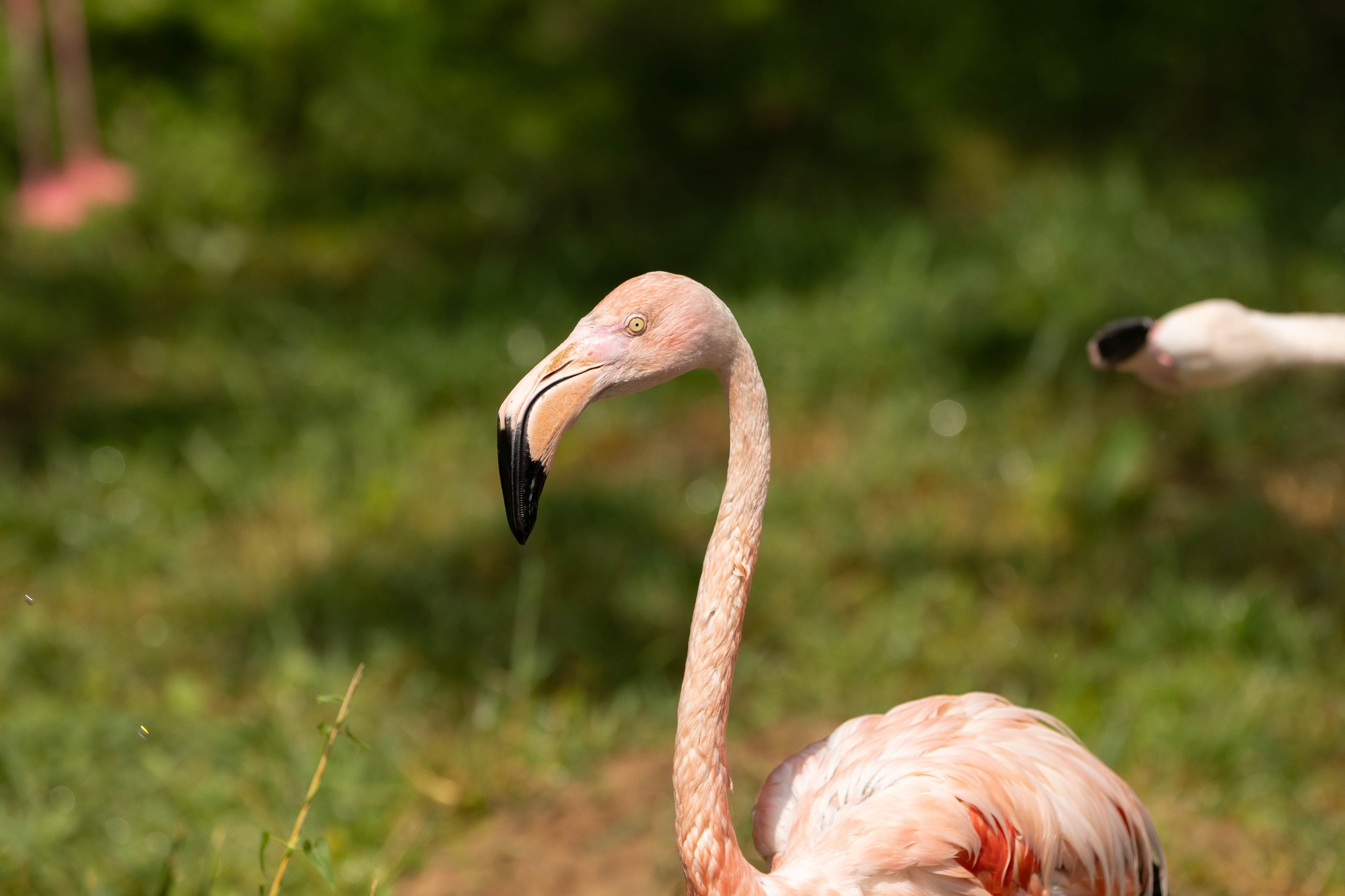 Зоопарк Малинки. Фотограф-АниМалист Анна Абрамова