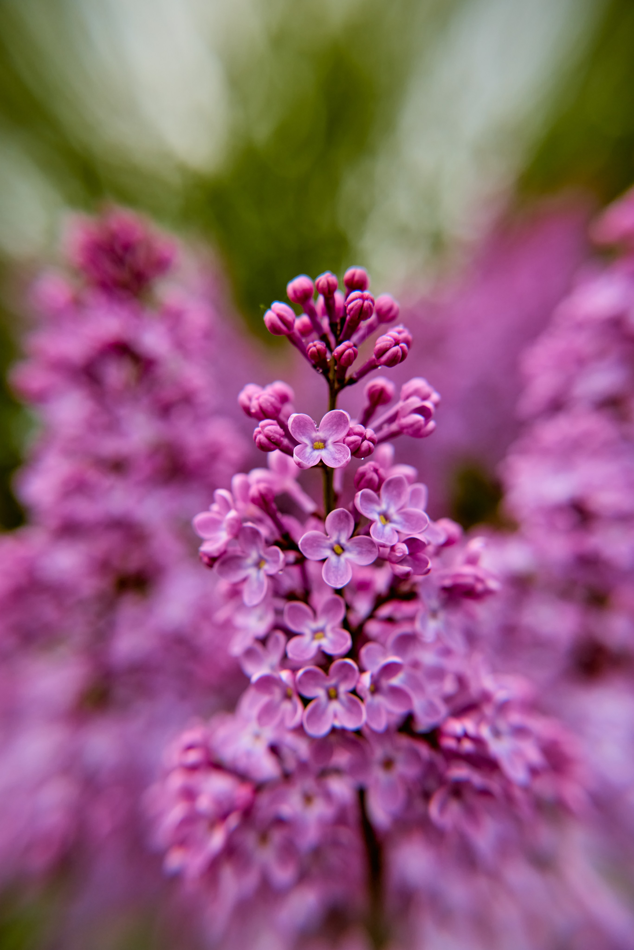 Сиреневые ветви, наполненные светом и трепетом, фотография православного портретного и детского Николая Голованова, г. Дзержинск.