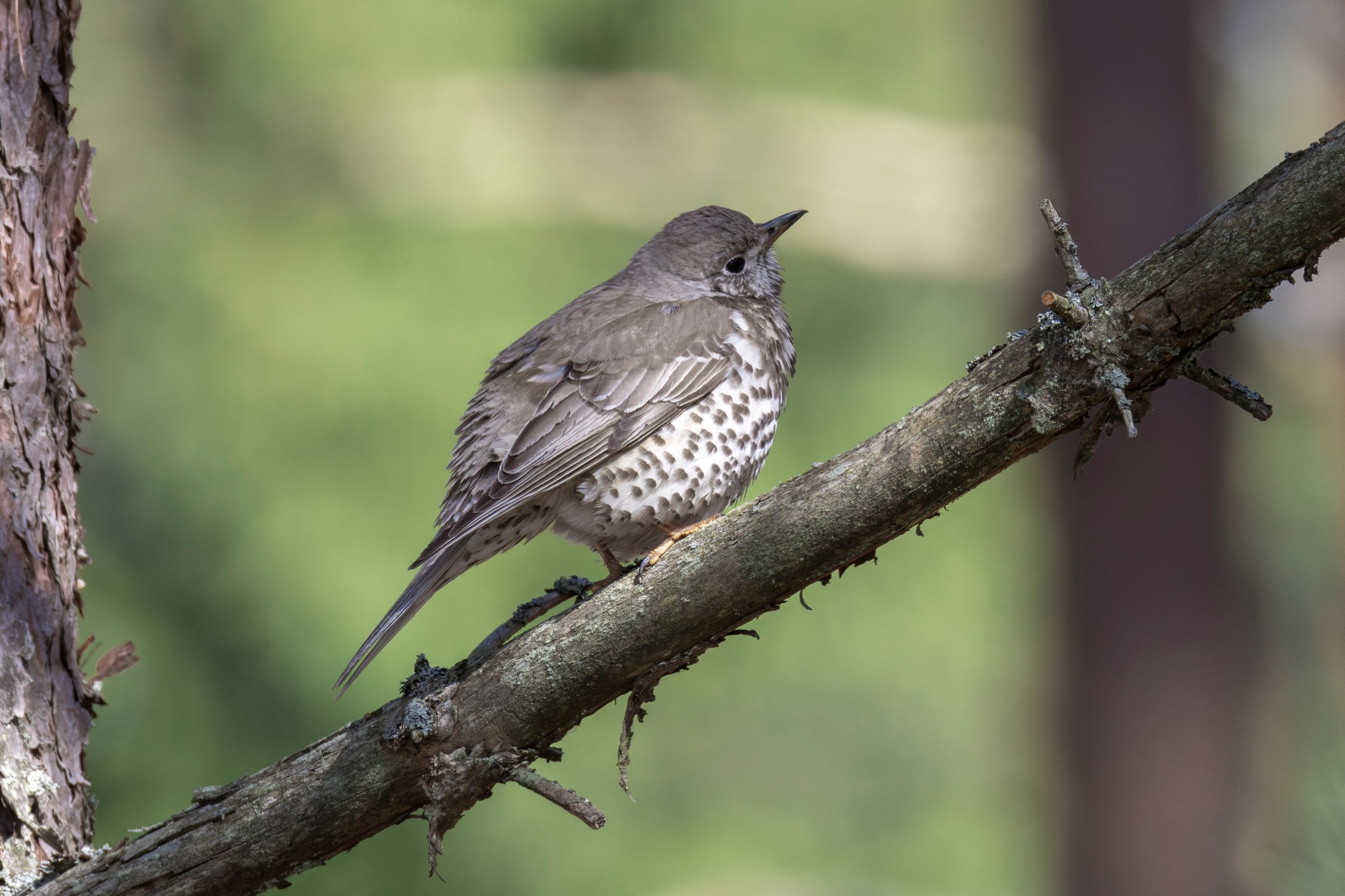 Деряба. Фотограф дикой природы Роман Исаенков