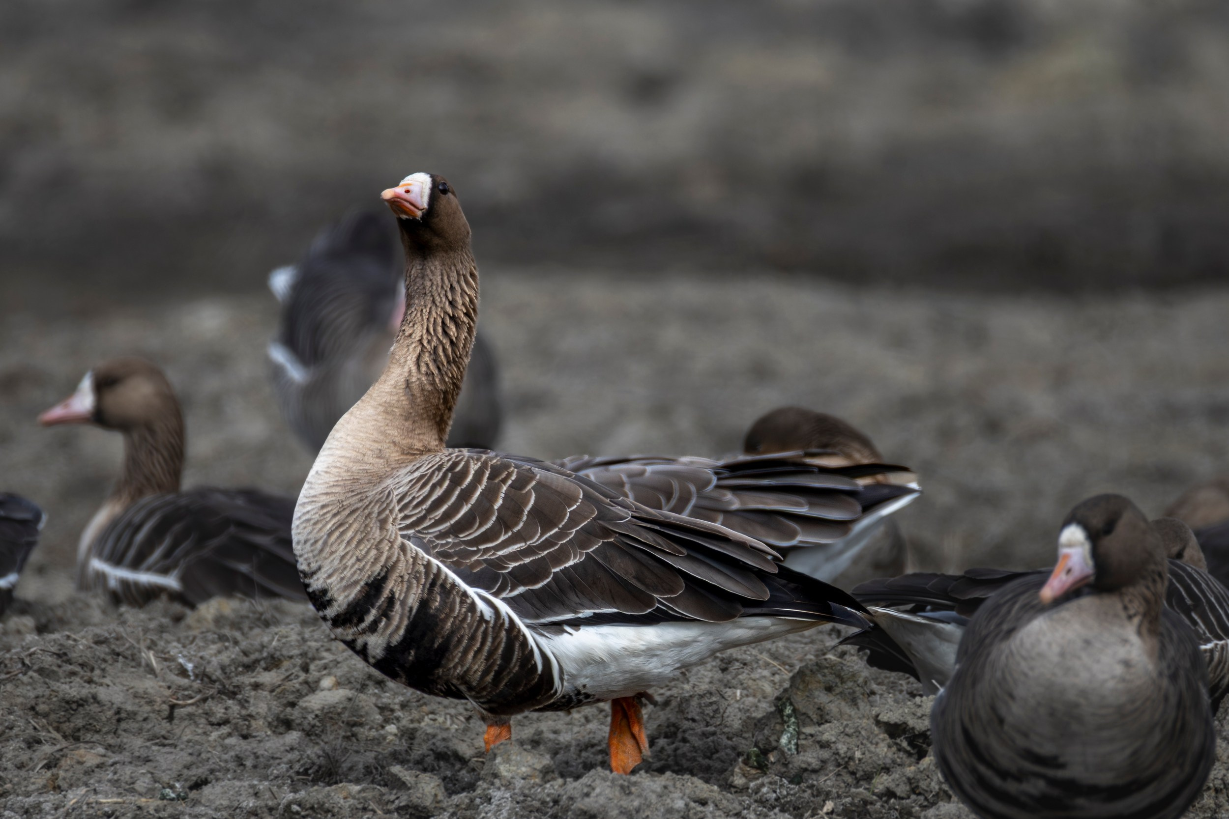 Белолобый гусь общается с сородичами