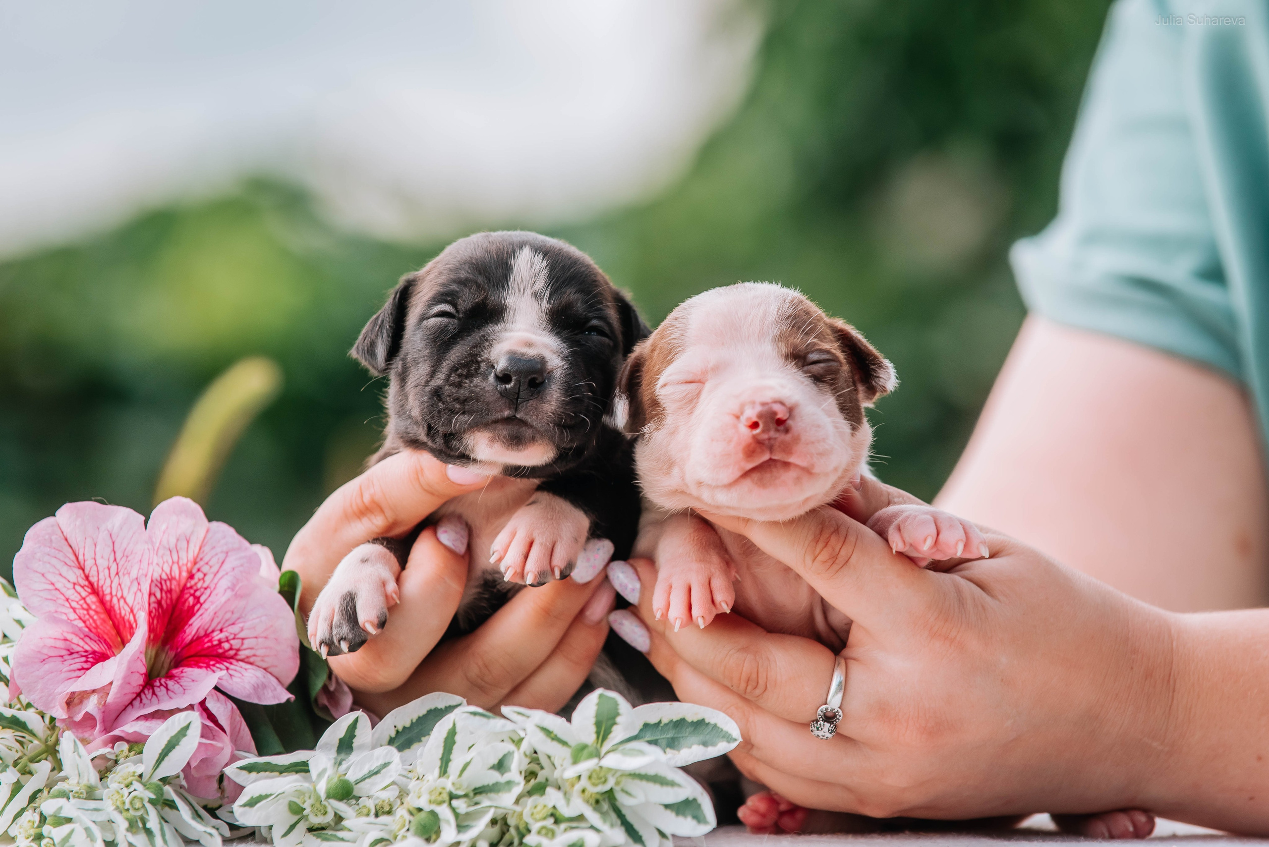 Щенки 2 недели. Главная