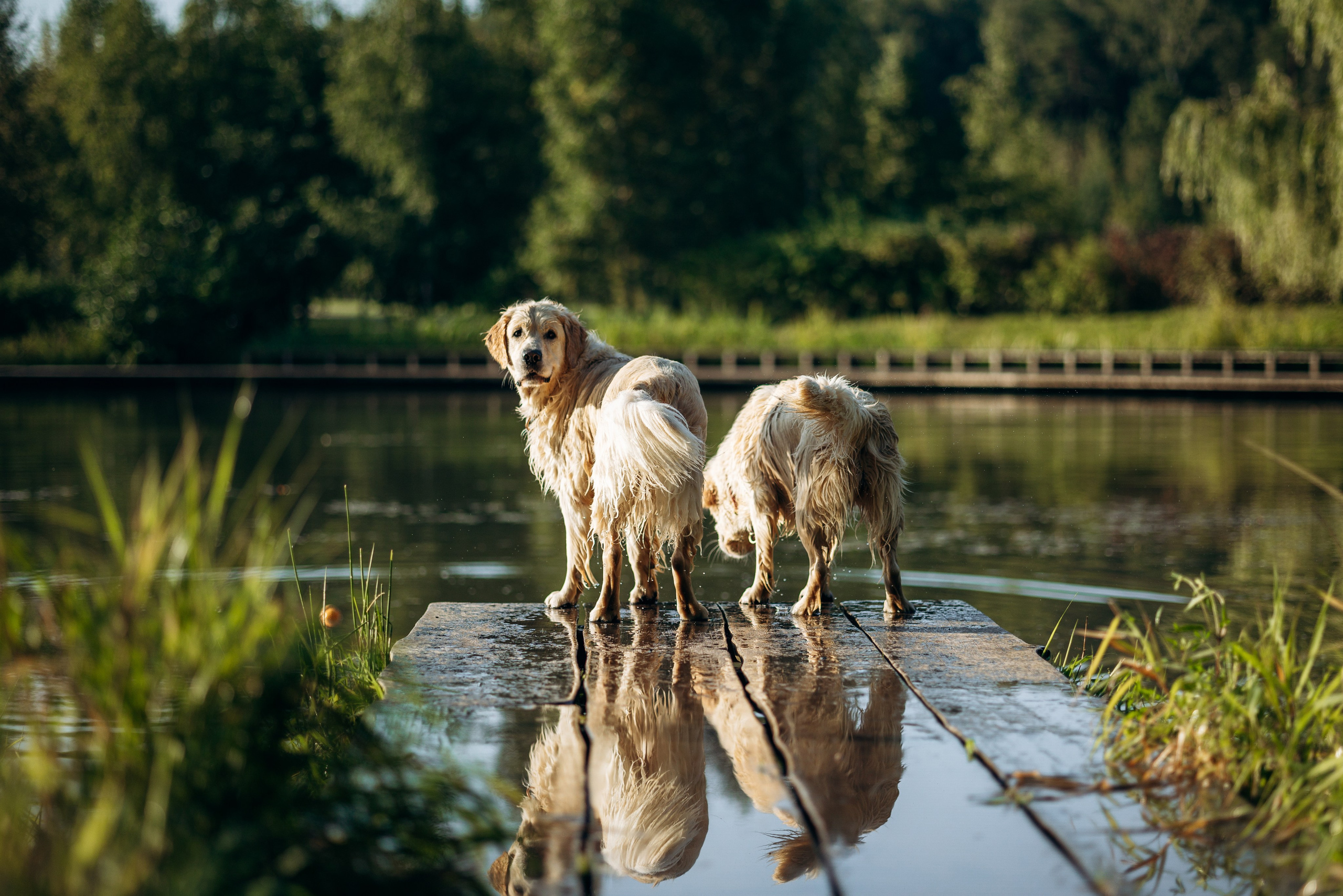 Ирина и ее золотинки. Фотограф — Анималист | Санкт-Петербург