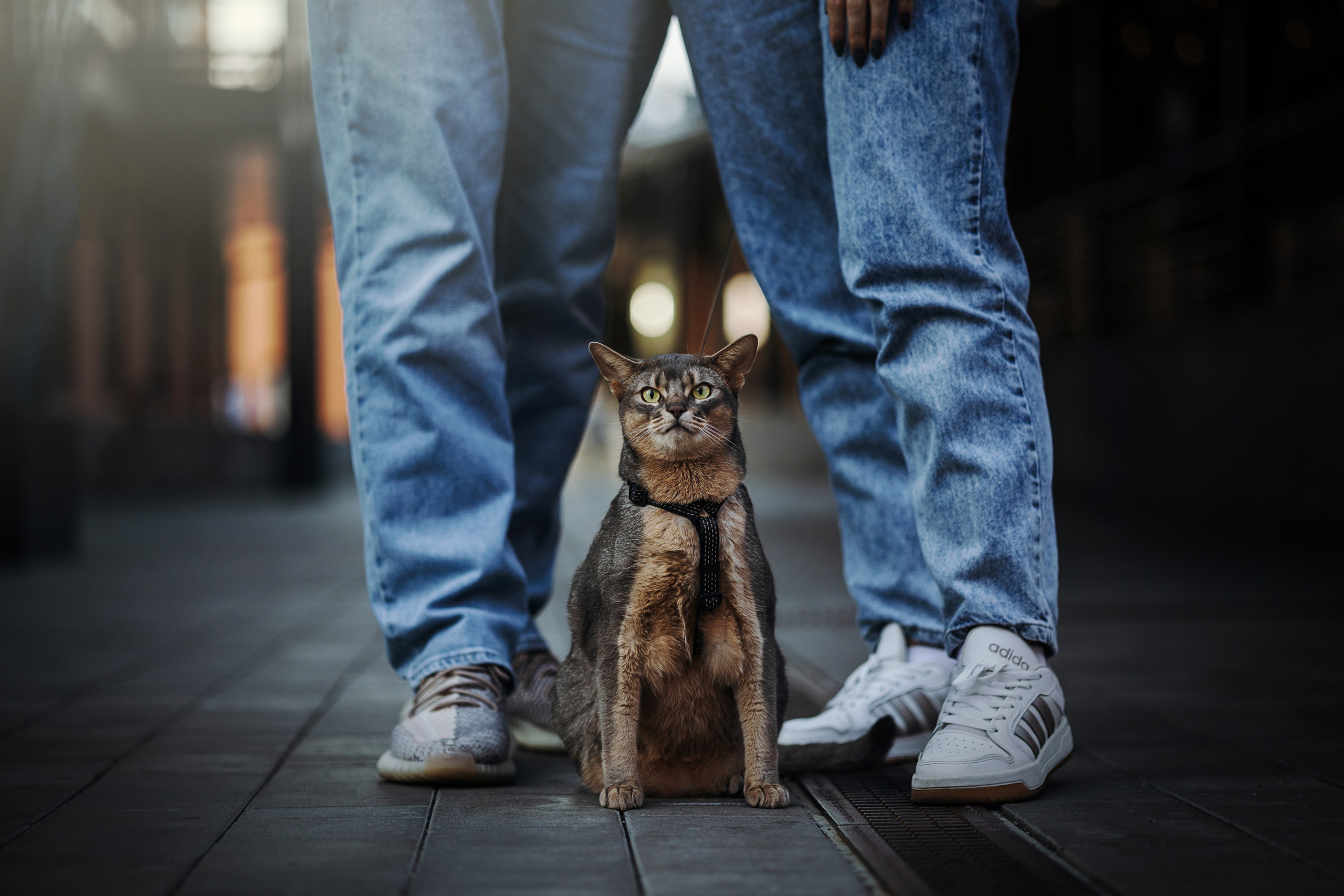 Циско и его семья. Фотограф — Анималист | Санкт-Петербург