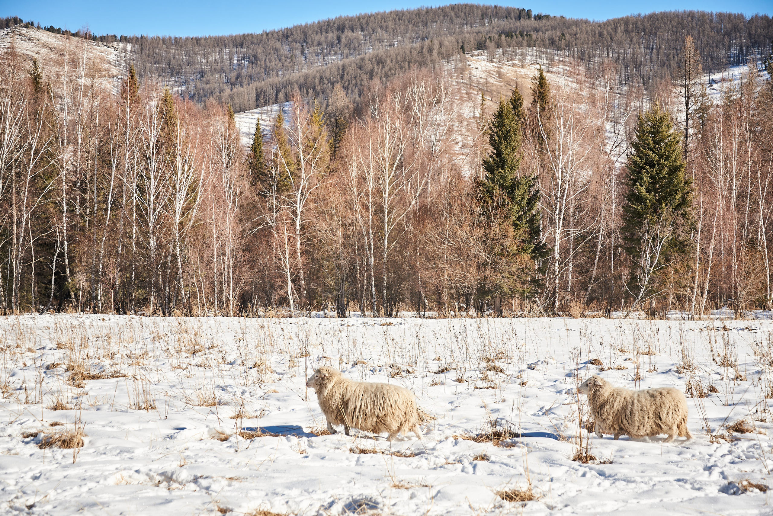 Сны Алтая. Семейный фотограф в Барнаул/Горный Алтай, Аренда дома в горах