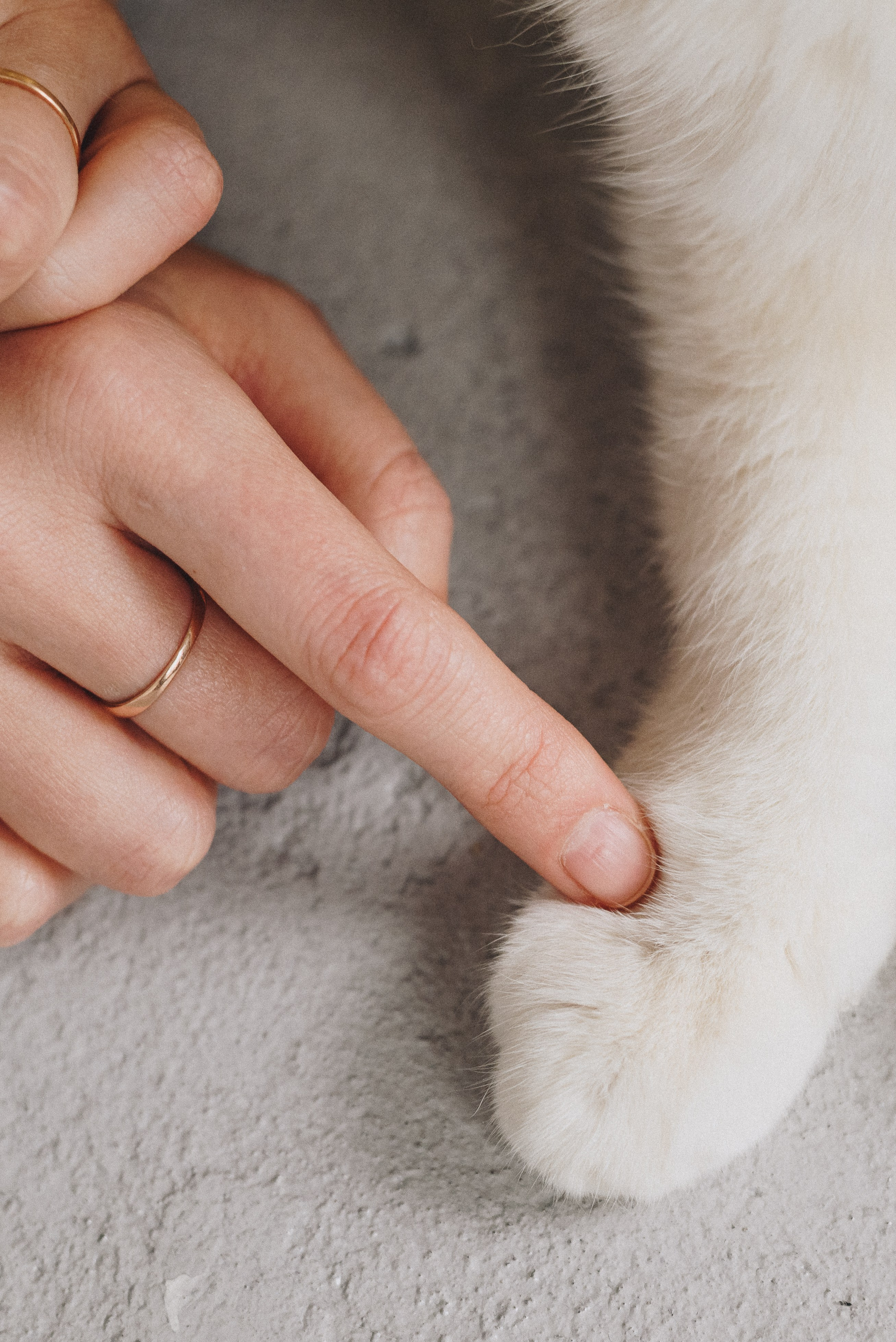 Natasha & Ivan. Natalia Finch Photography — Family, Kids & Pet Photographer in Chicago, IL