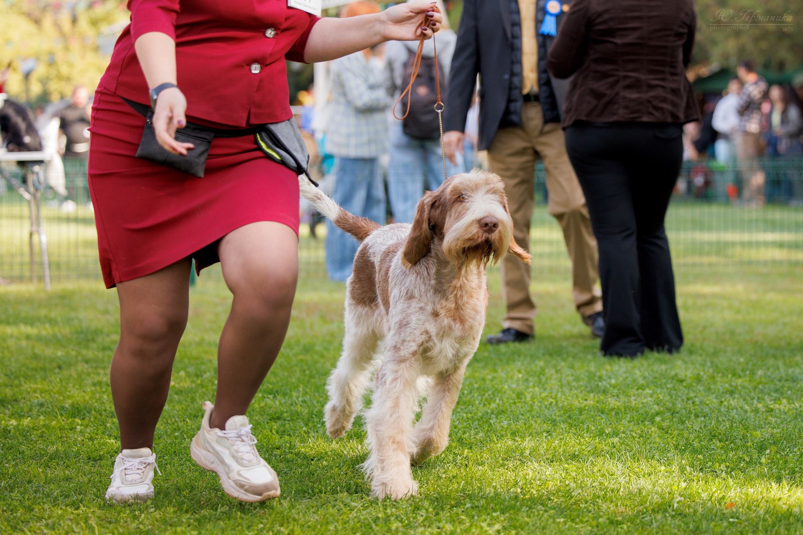 Бишкек 3х CACIB 26-28.09.2025. Фотограф-анималист Юлия Германика