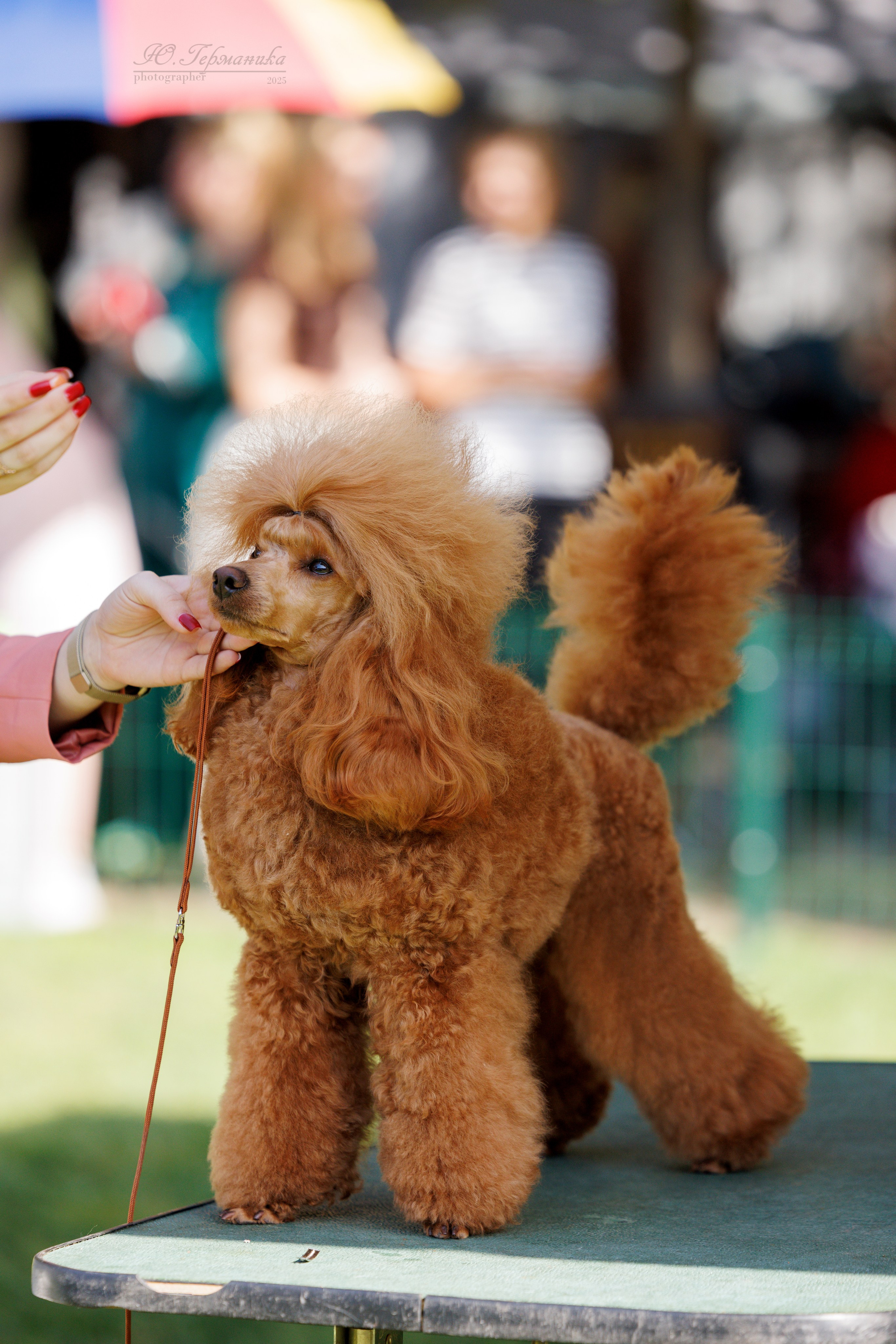 Бишкек 3х CACIB 26-28.09.2025. Фотограф-анималист Юлия Германика