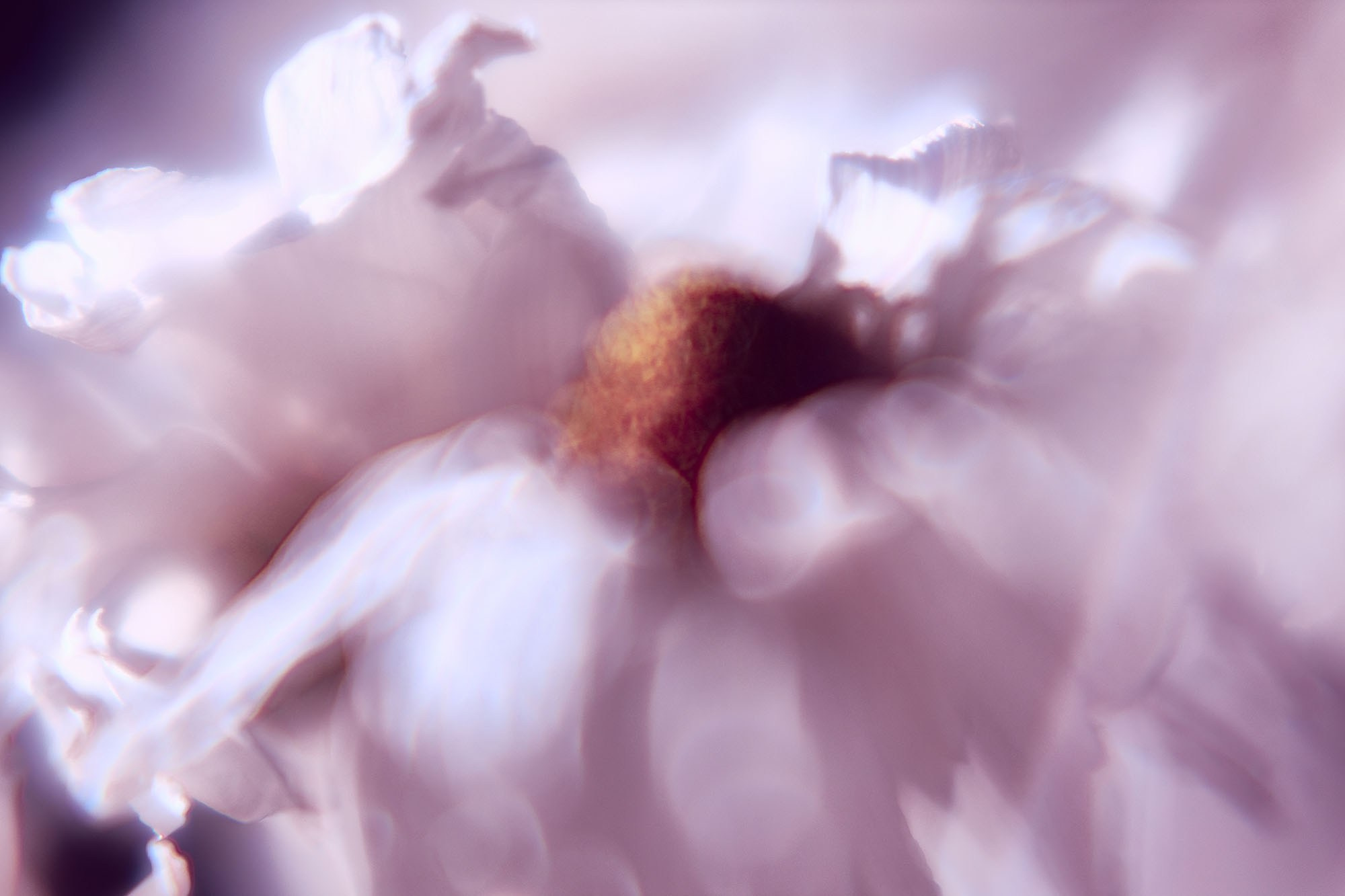 Макро-абстракция «Эфемерность» | Лимитированная серия. Sandra Marselly | Абстрактная Макро-Фотография