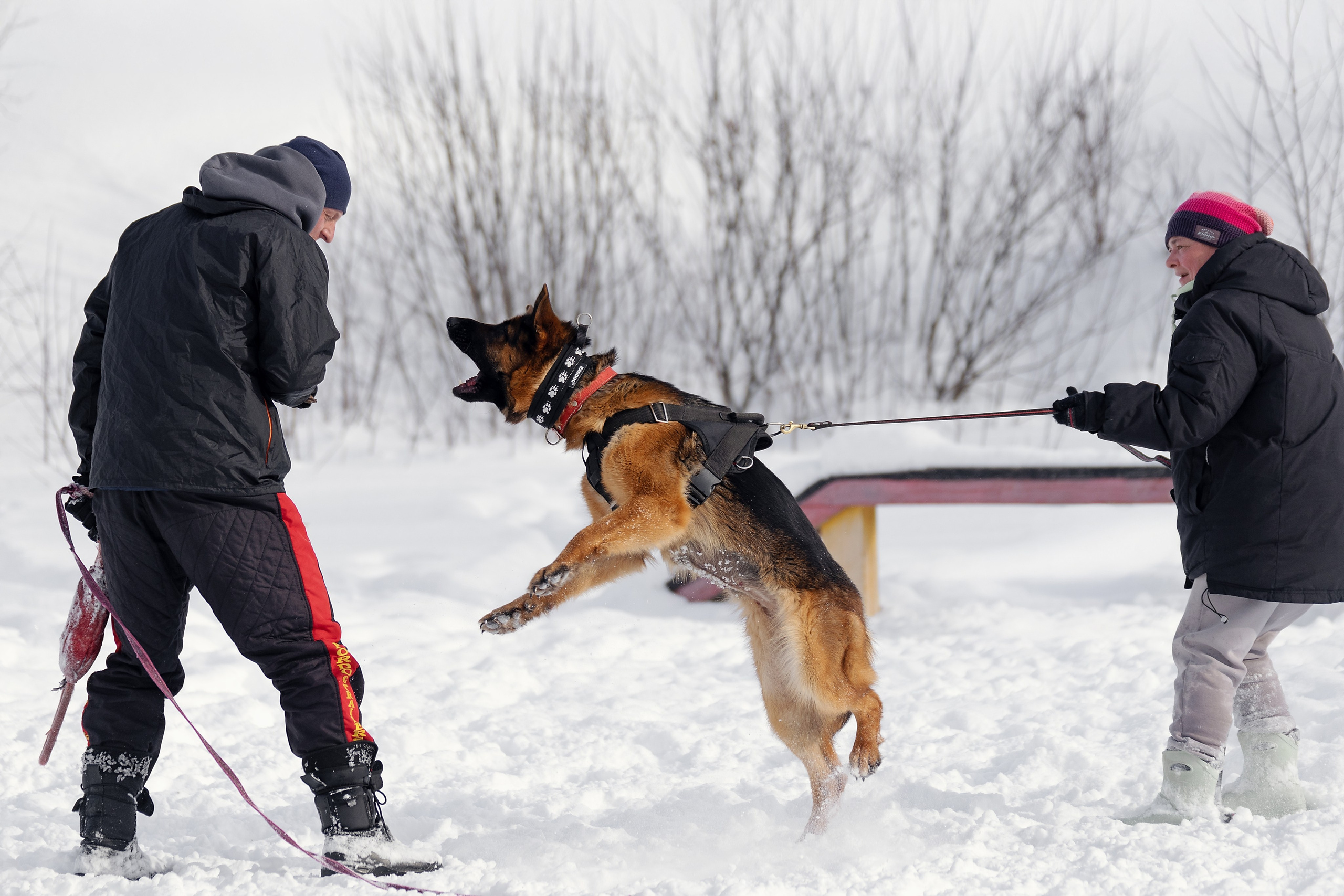 Репортажная съемка. Фотограф-анималист Нижний Новгород