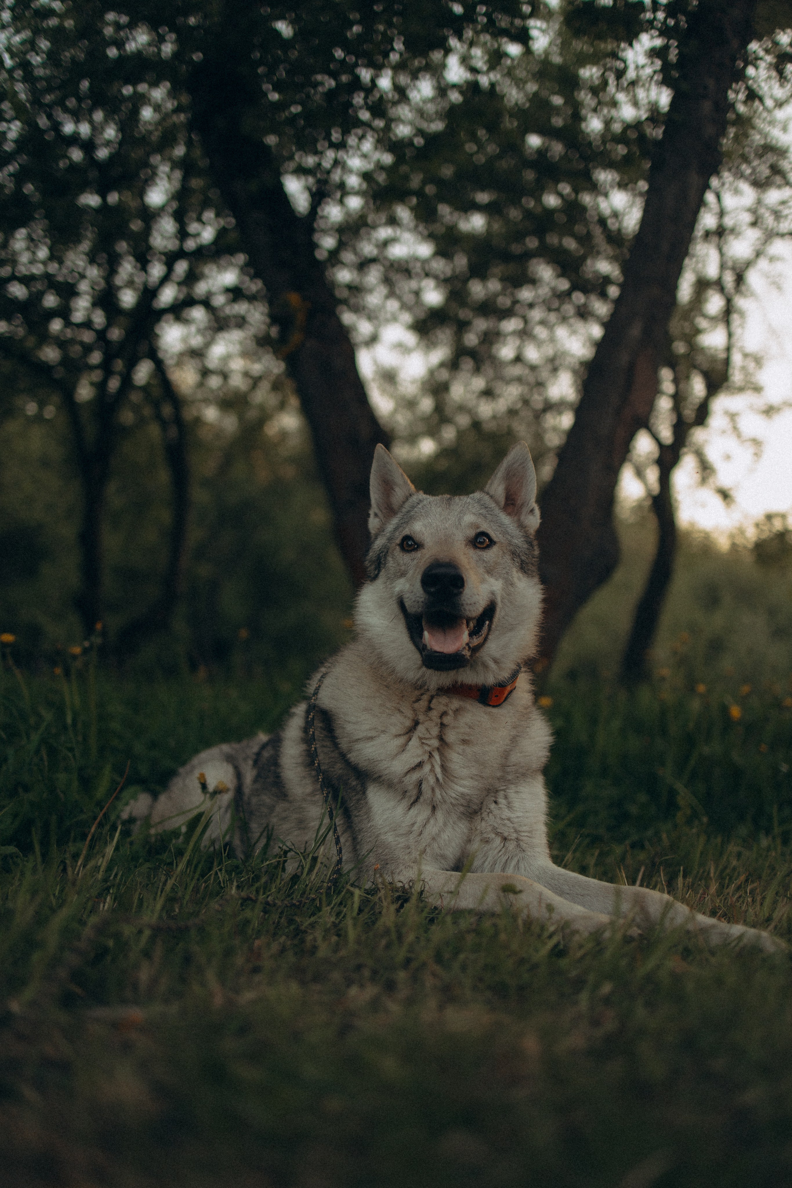 Аня и ее семья. Фотораф — анималист Мария Шистка