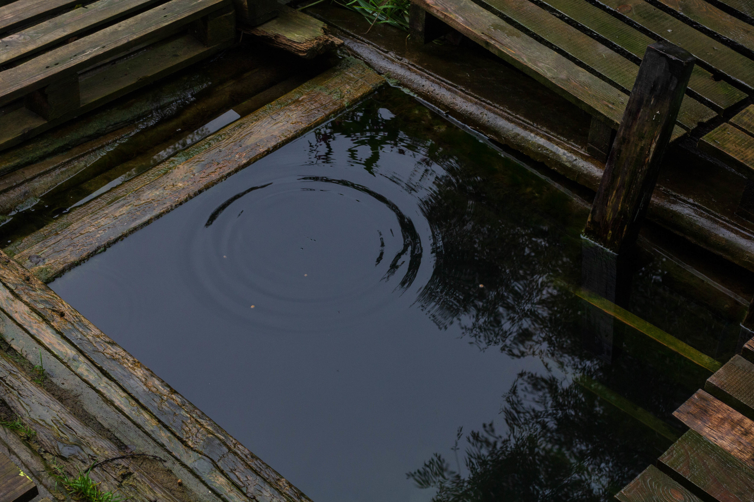 Krynitsa / 2019 -in the process. HOME