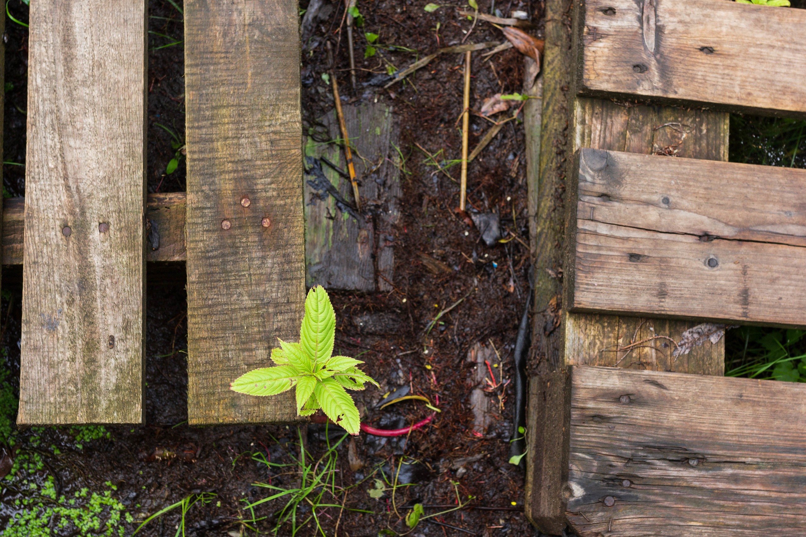 Krynitsa / 2019 -in the process. HOME