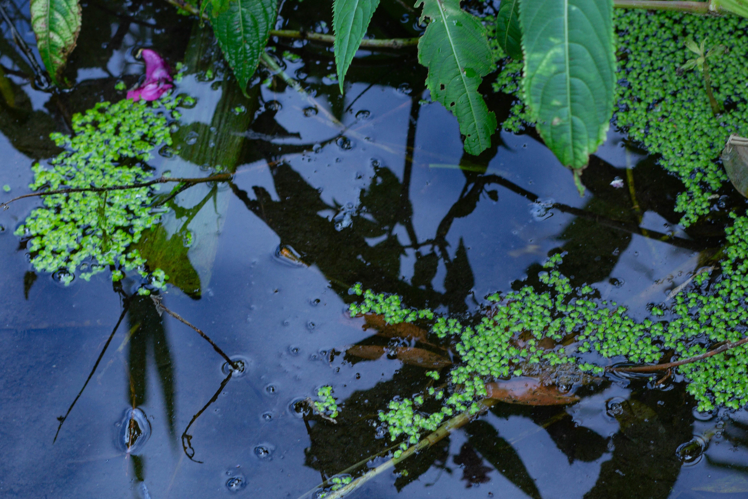 Krynitsa / 2019 -in the process. HOME