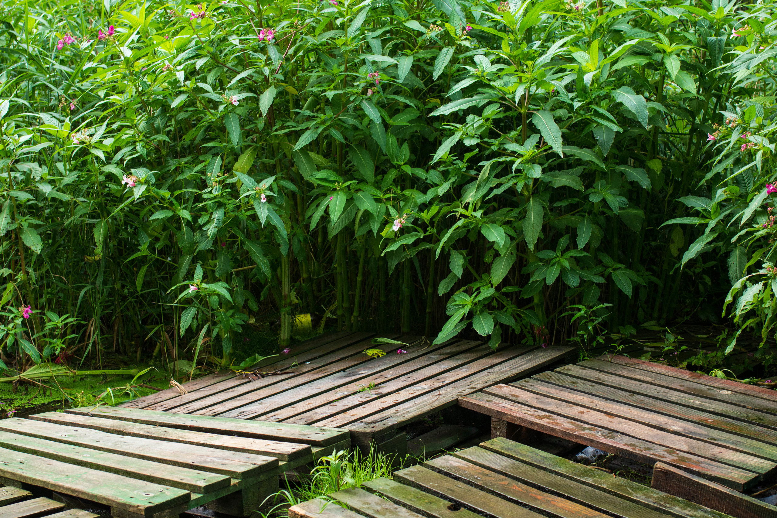 Krynitsa / 2019 -in the process. HOME