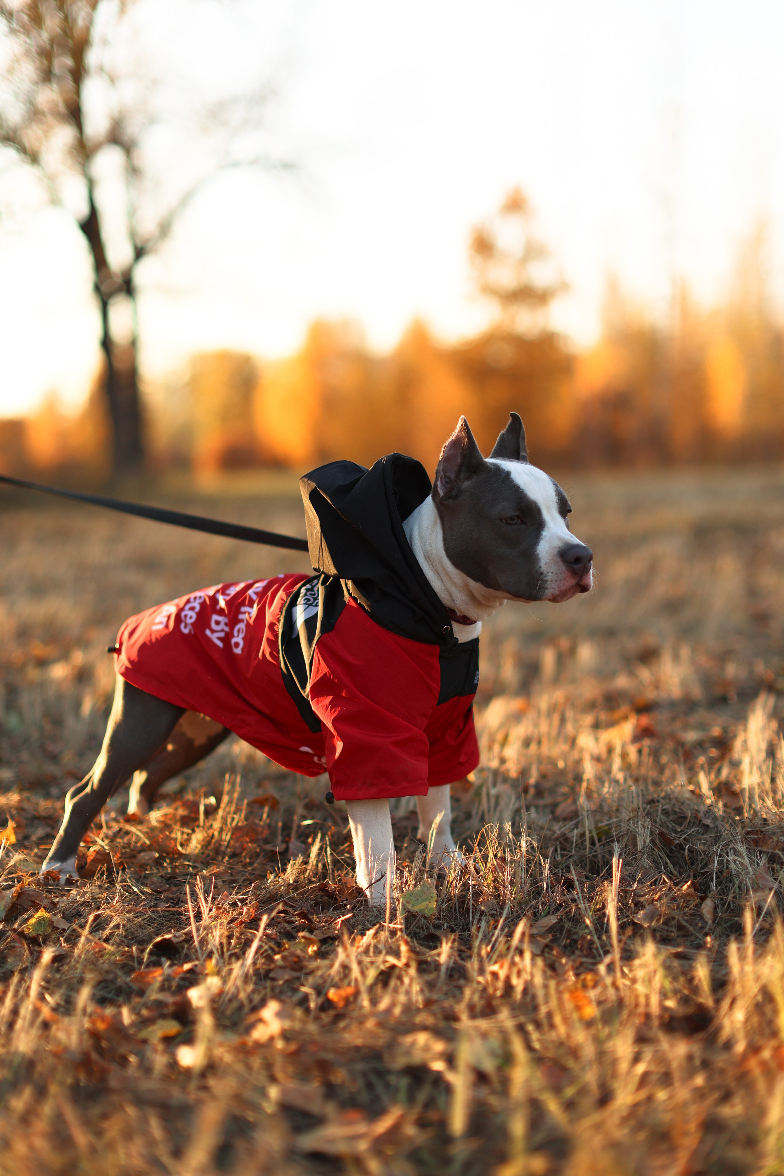 Осень. Art my Pho