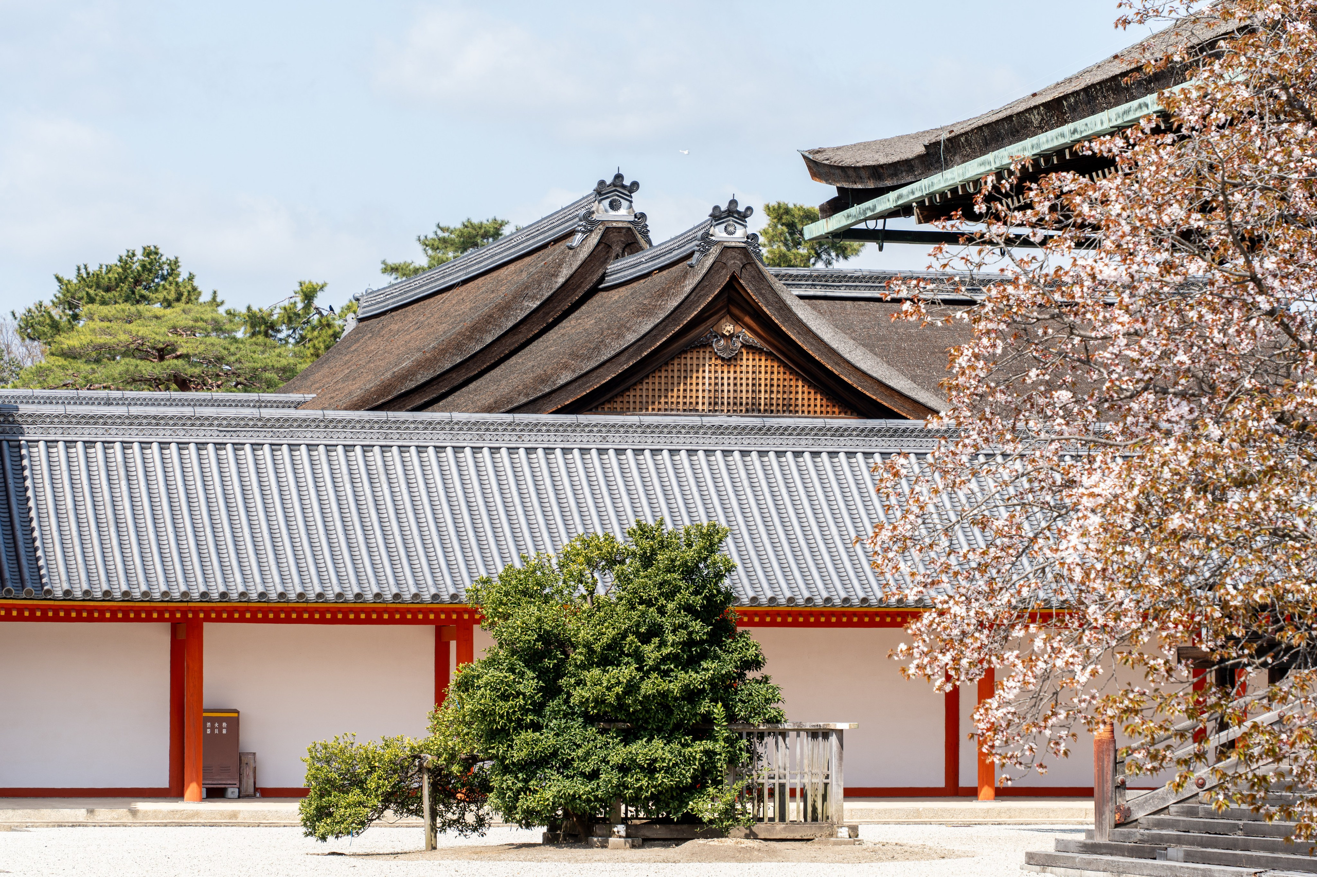 Япония, сакура. Творческие сьемки