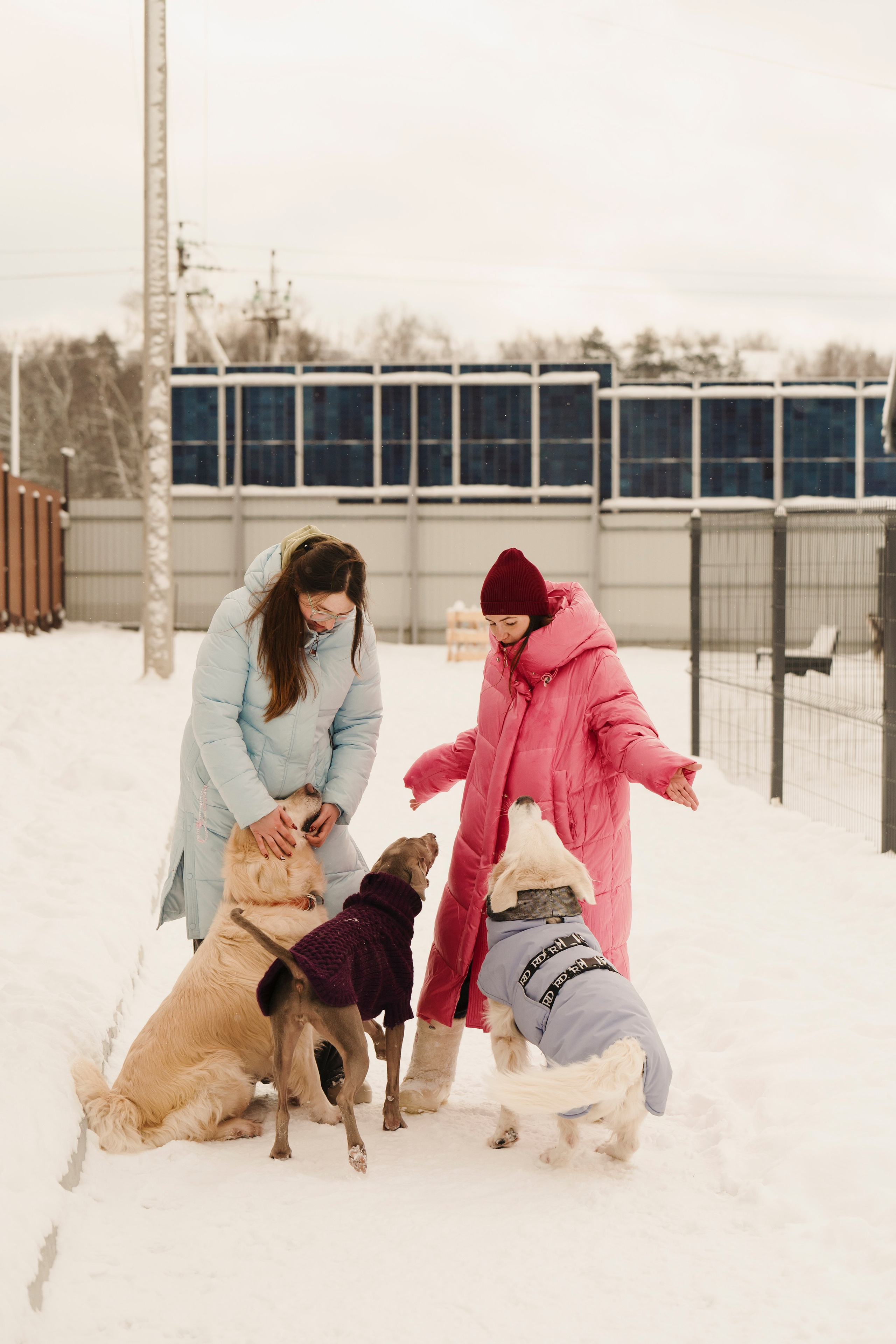 Зоогостиница Мишка. Фотограф- анималист Александра Матвеева