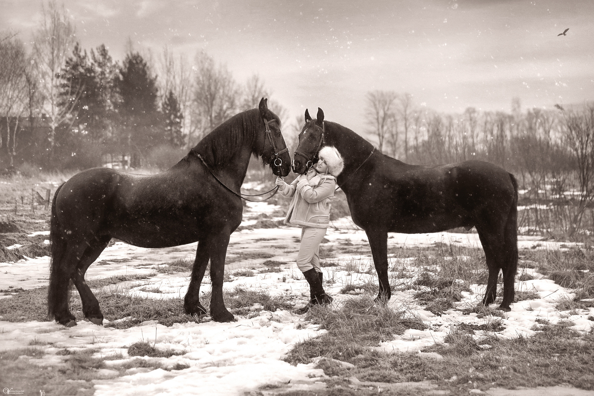 Зимняя фотосессия с двумя лошадьми. Фотограф женский и мужской портрет Санкт-Петербург