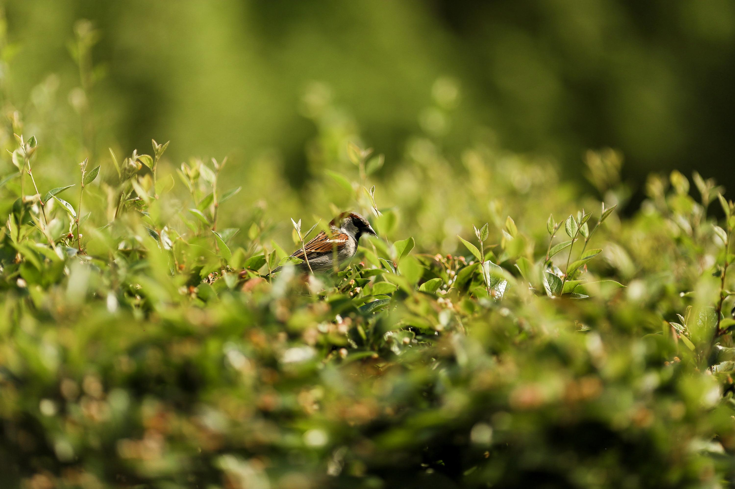 Свадьба Наталии и Андрея. Фотограф женский и мужской портрет Санкт-Петербург