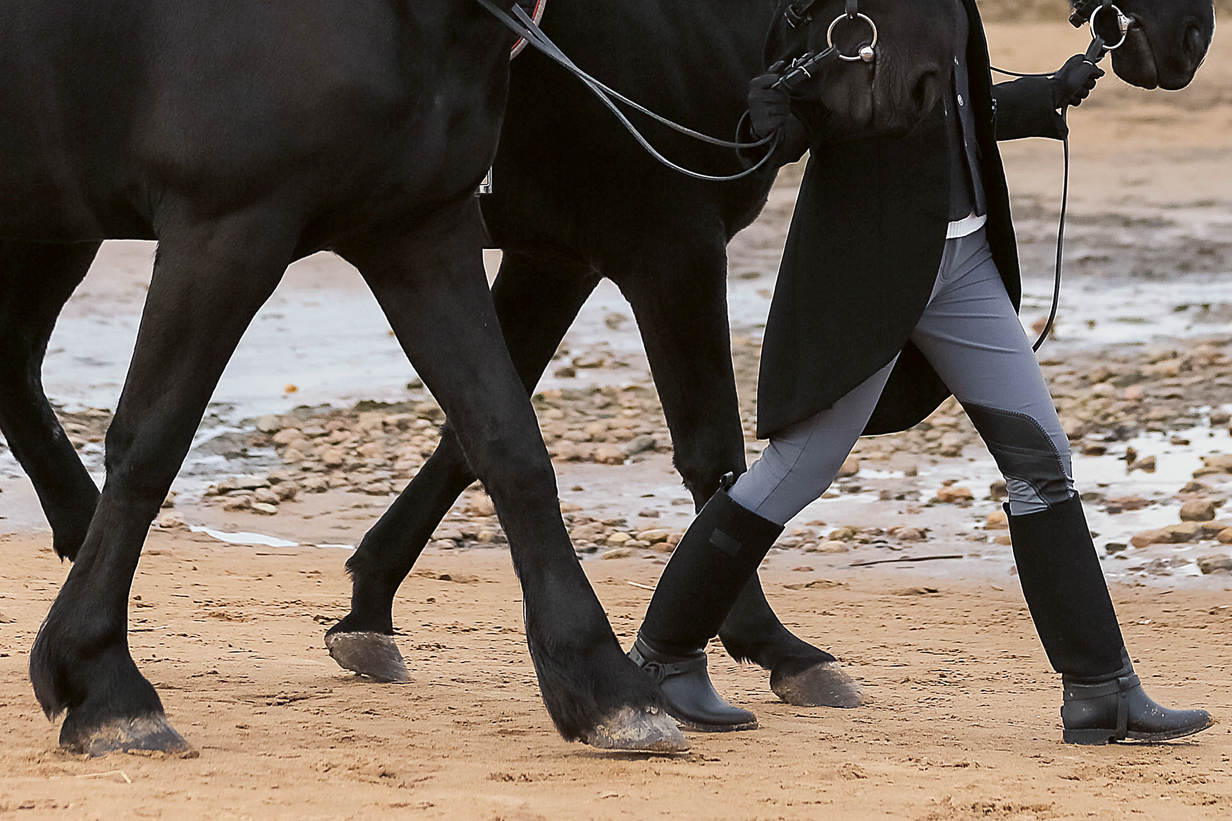 Два коня на заливе. Фотограф женский и мужской портрет Санкт-Петербург